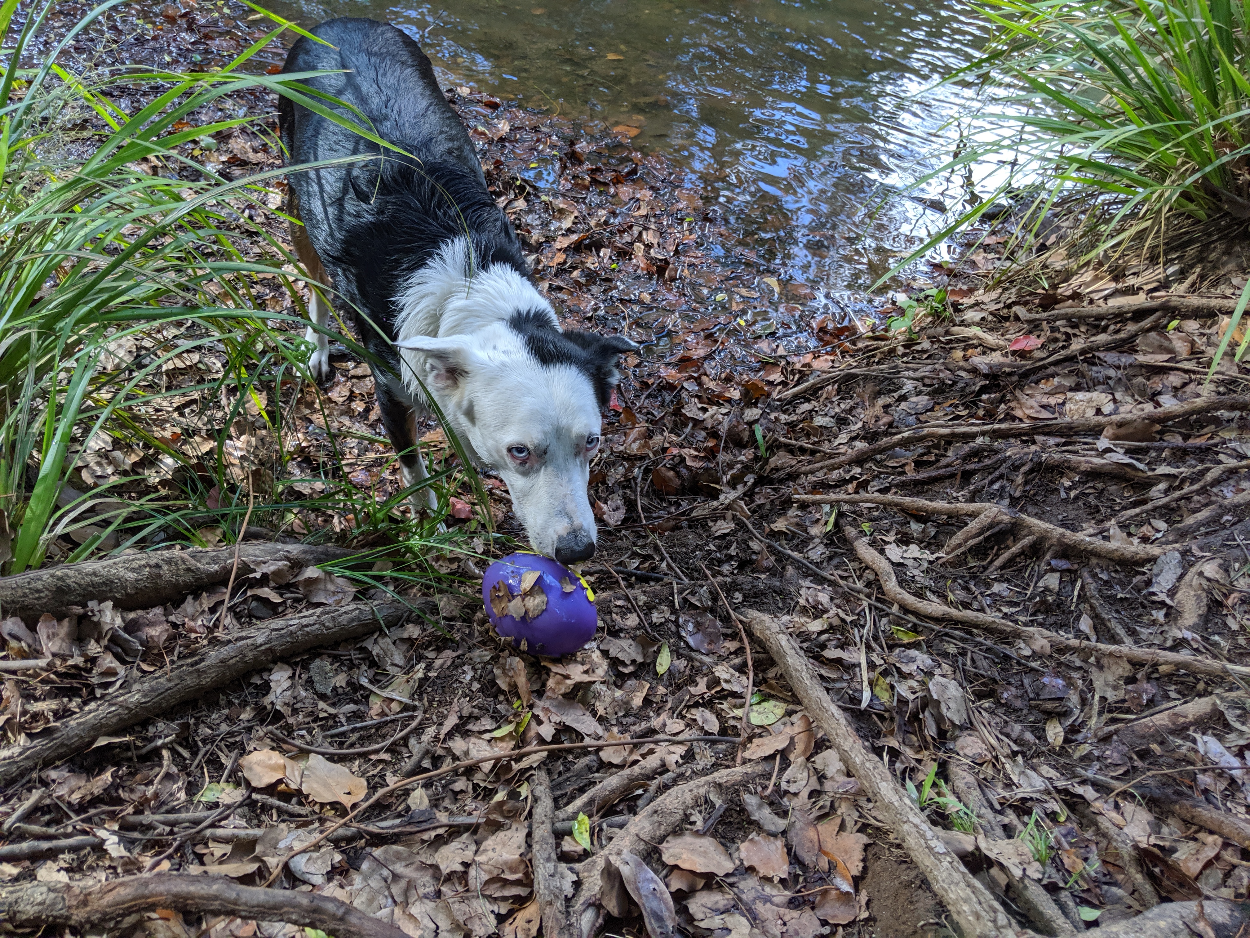 Misty's Watering hole