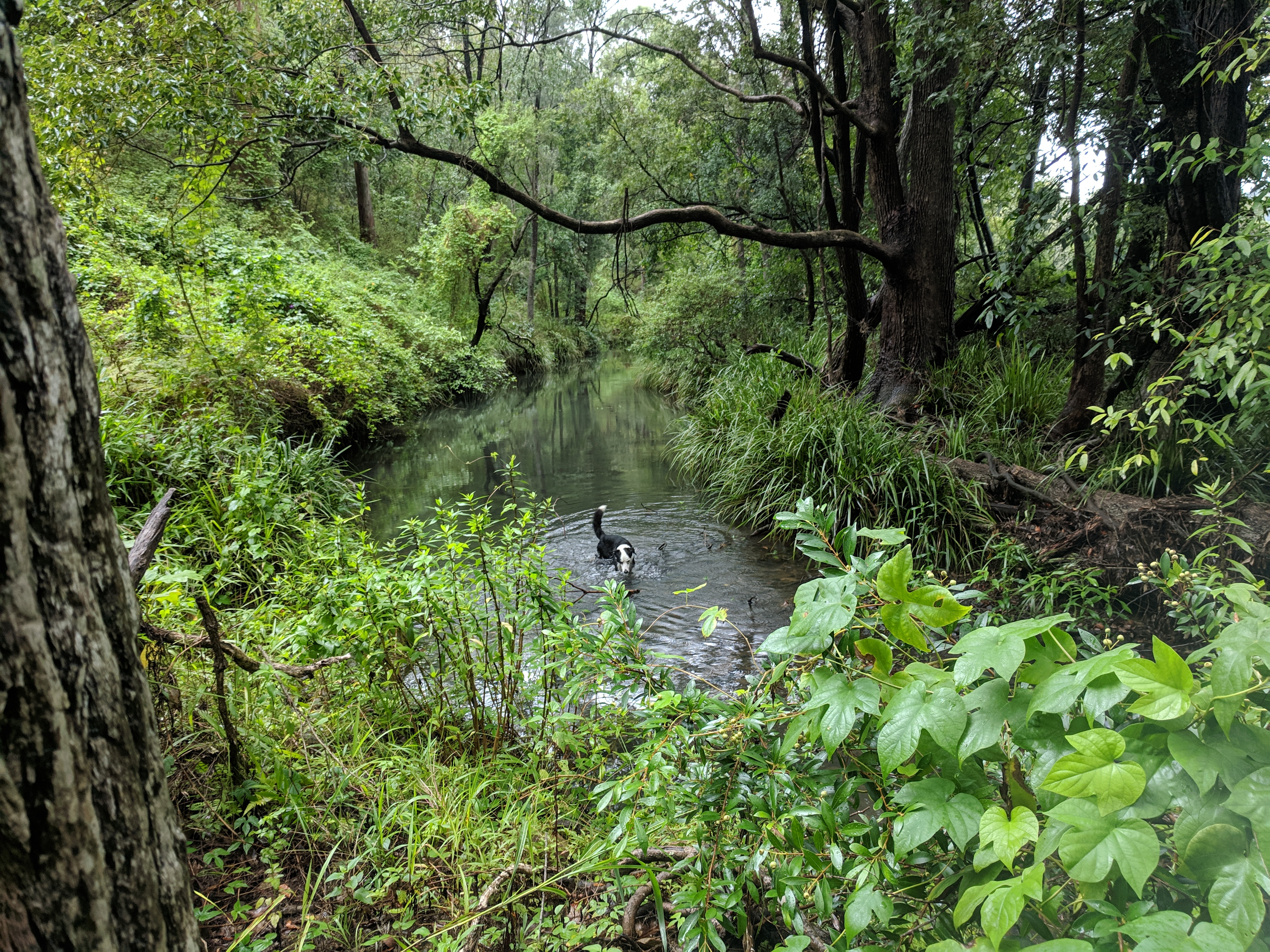 Misty's Watering hole