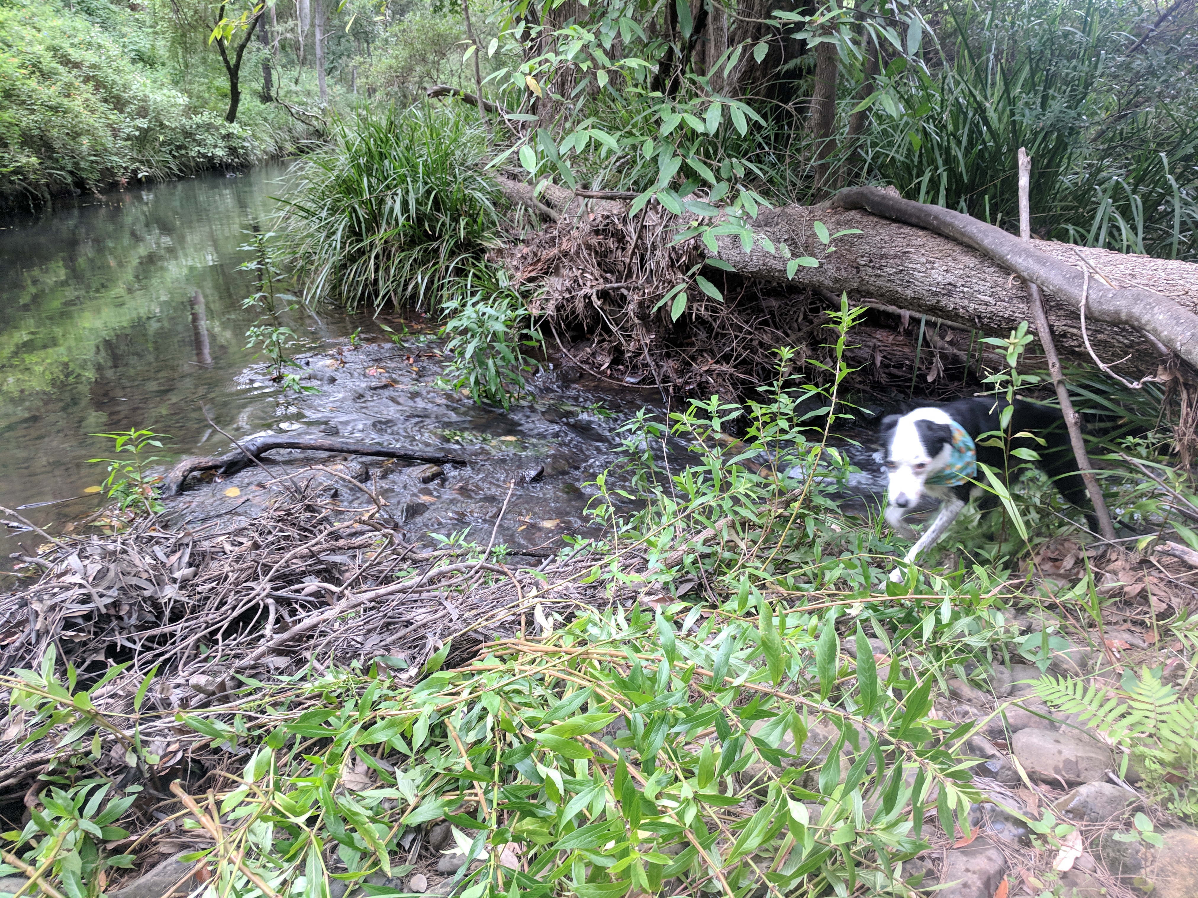 Misty's Watering hole