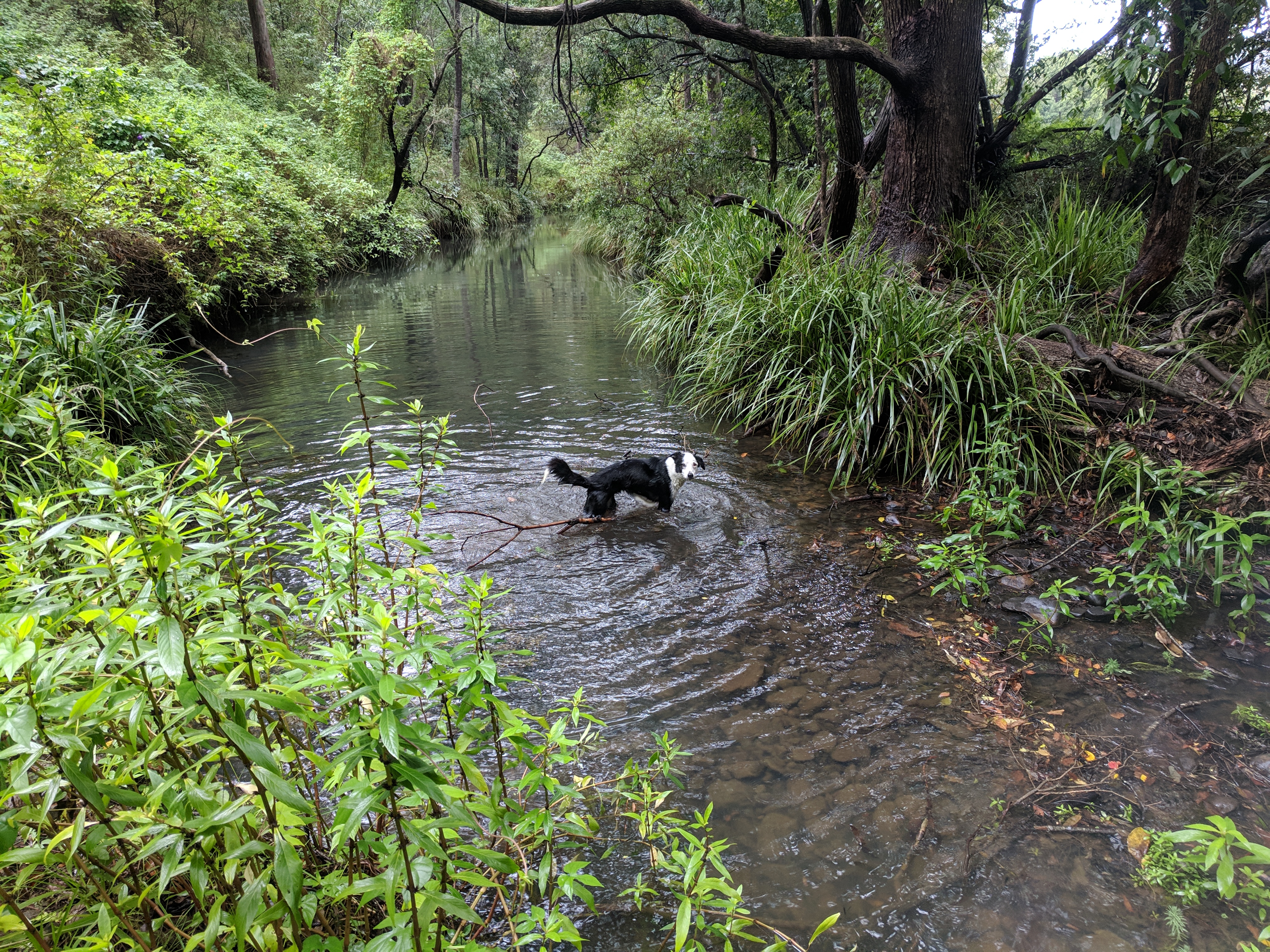 Misty's Watering hole
