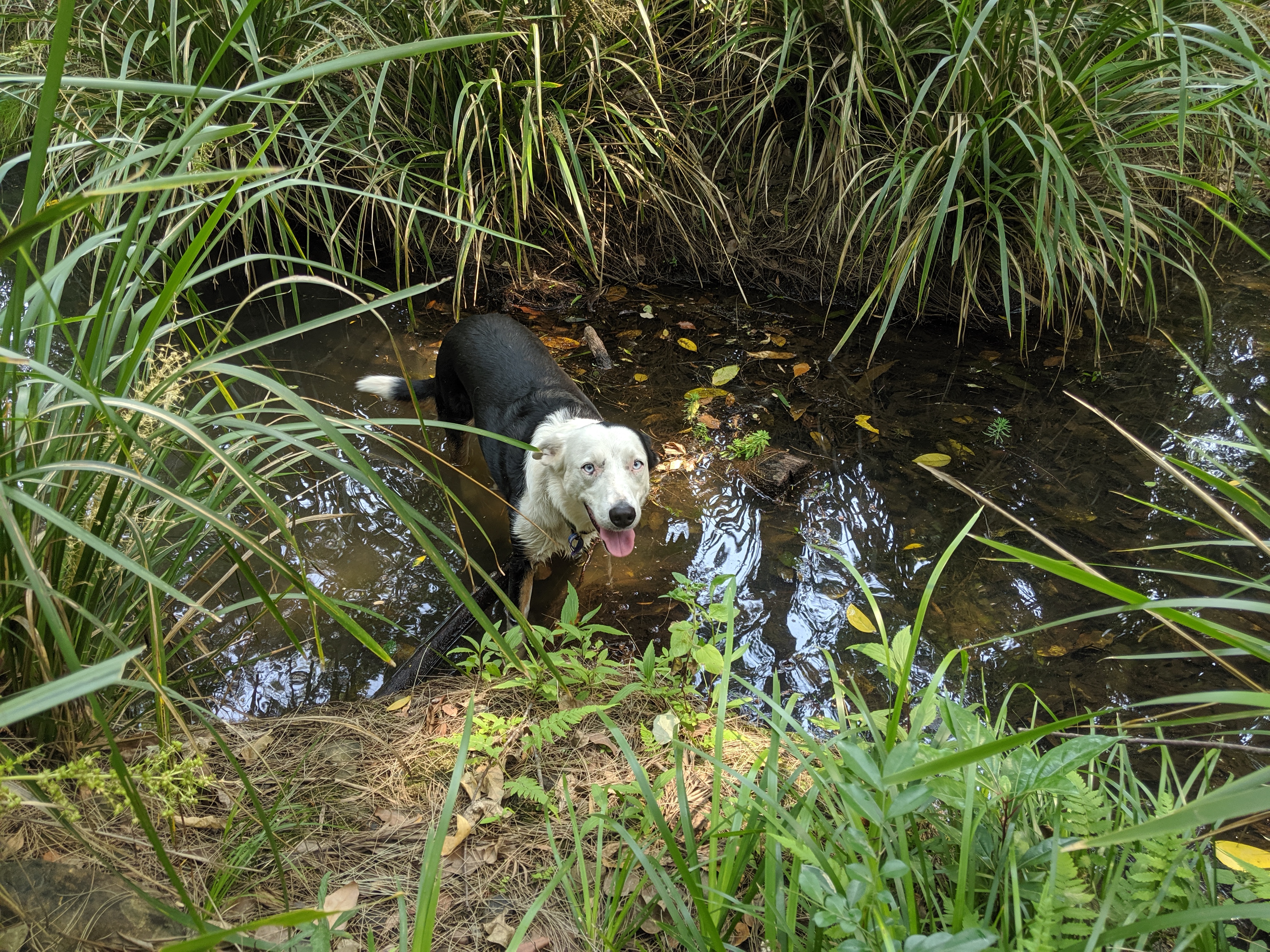 Misty's Watering hole