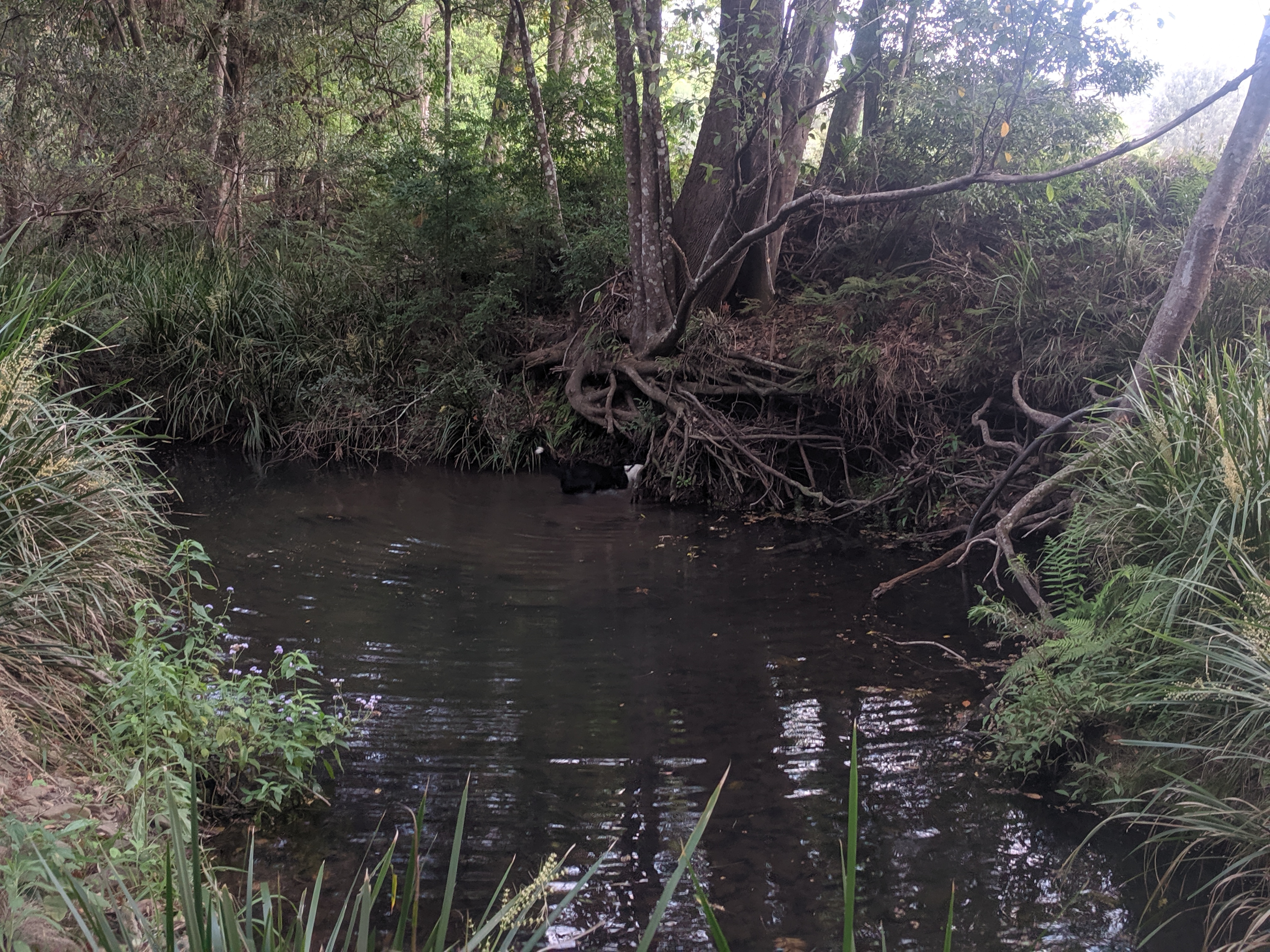 Misty's Watering hole
