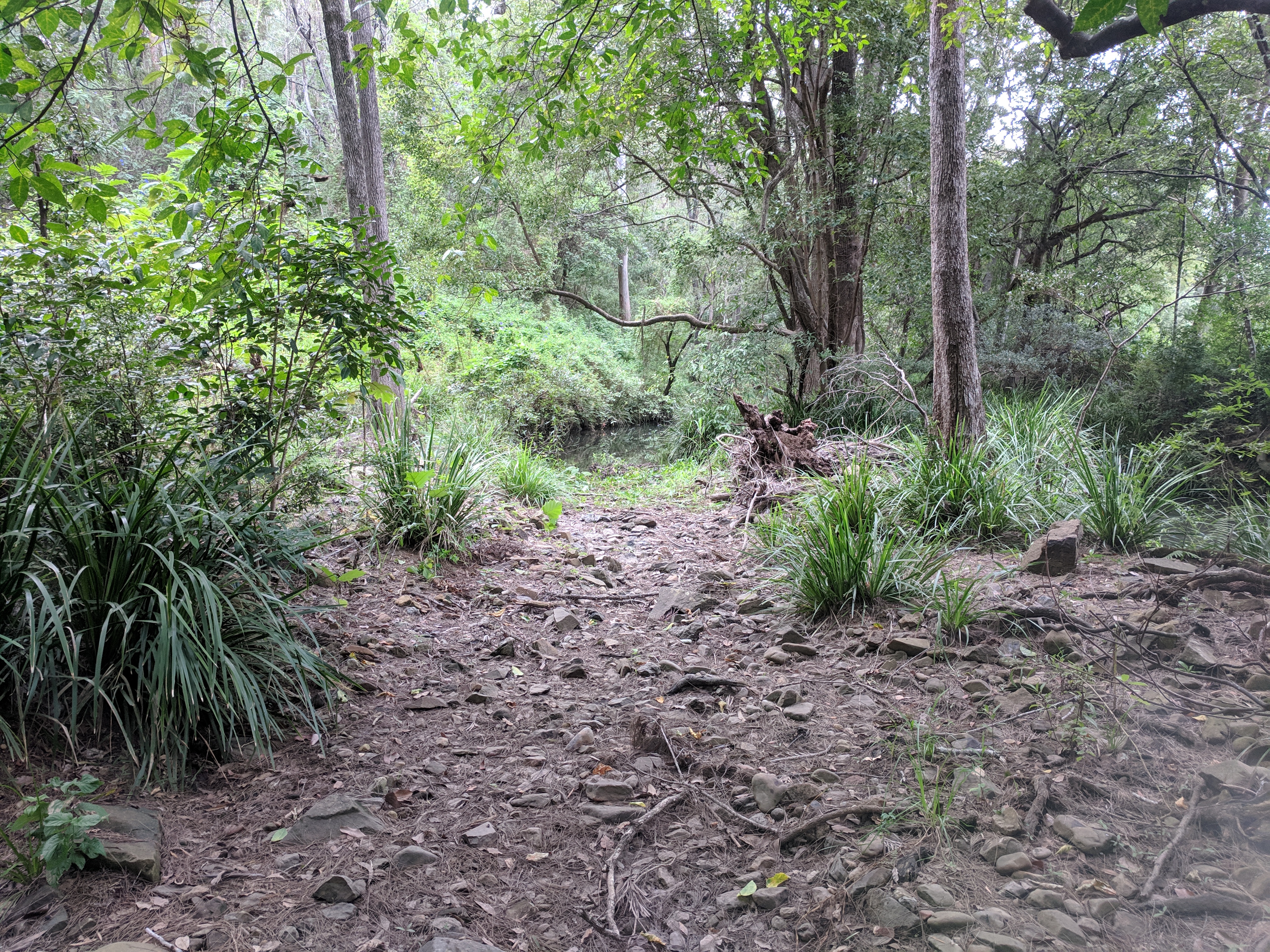 Misty's Watering hole