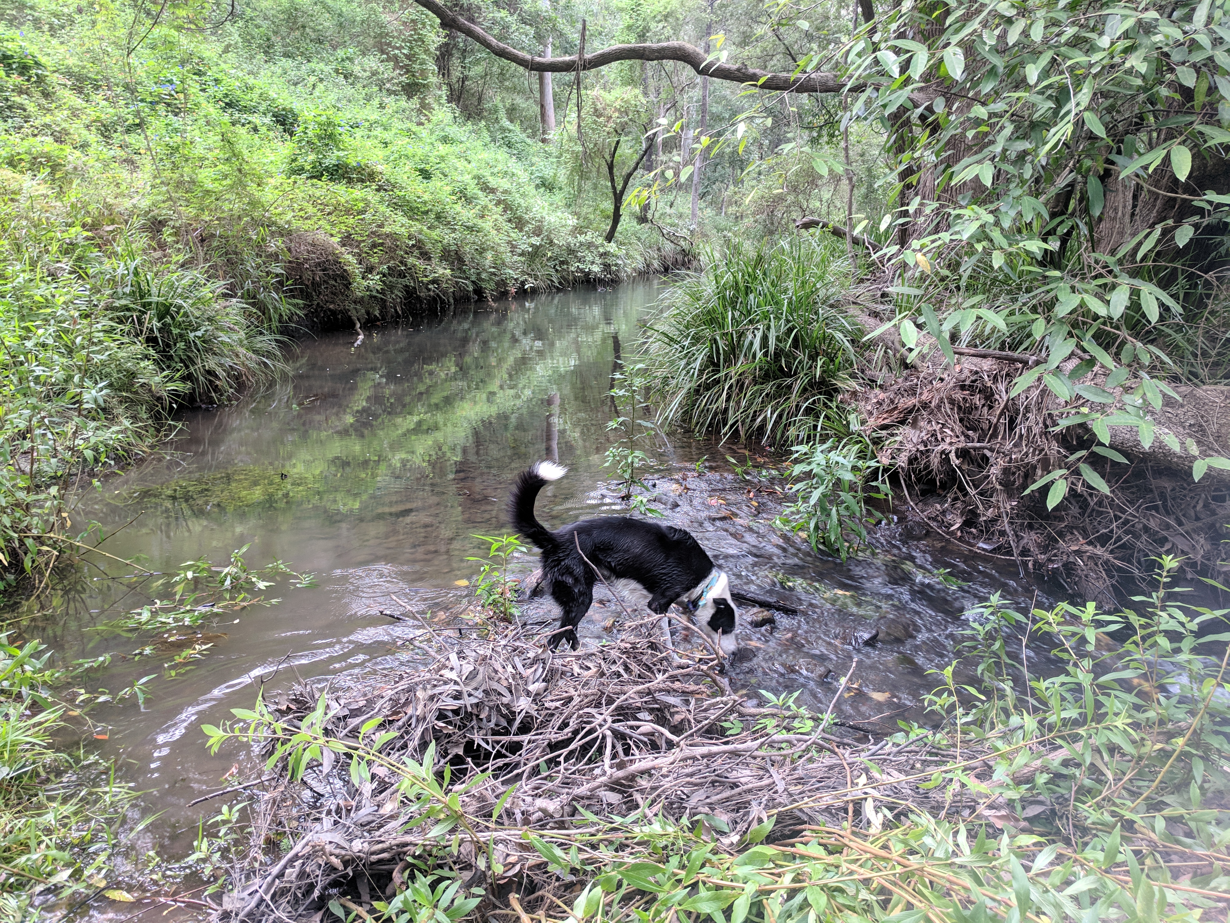 Misty's Watering hole