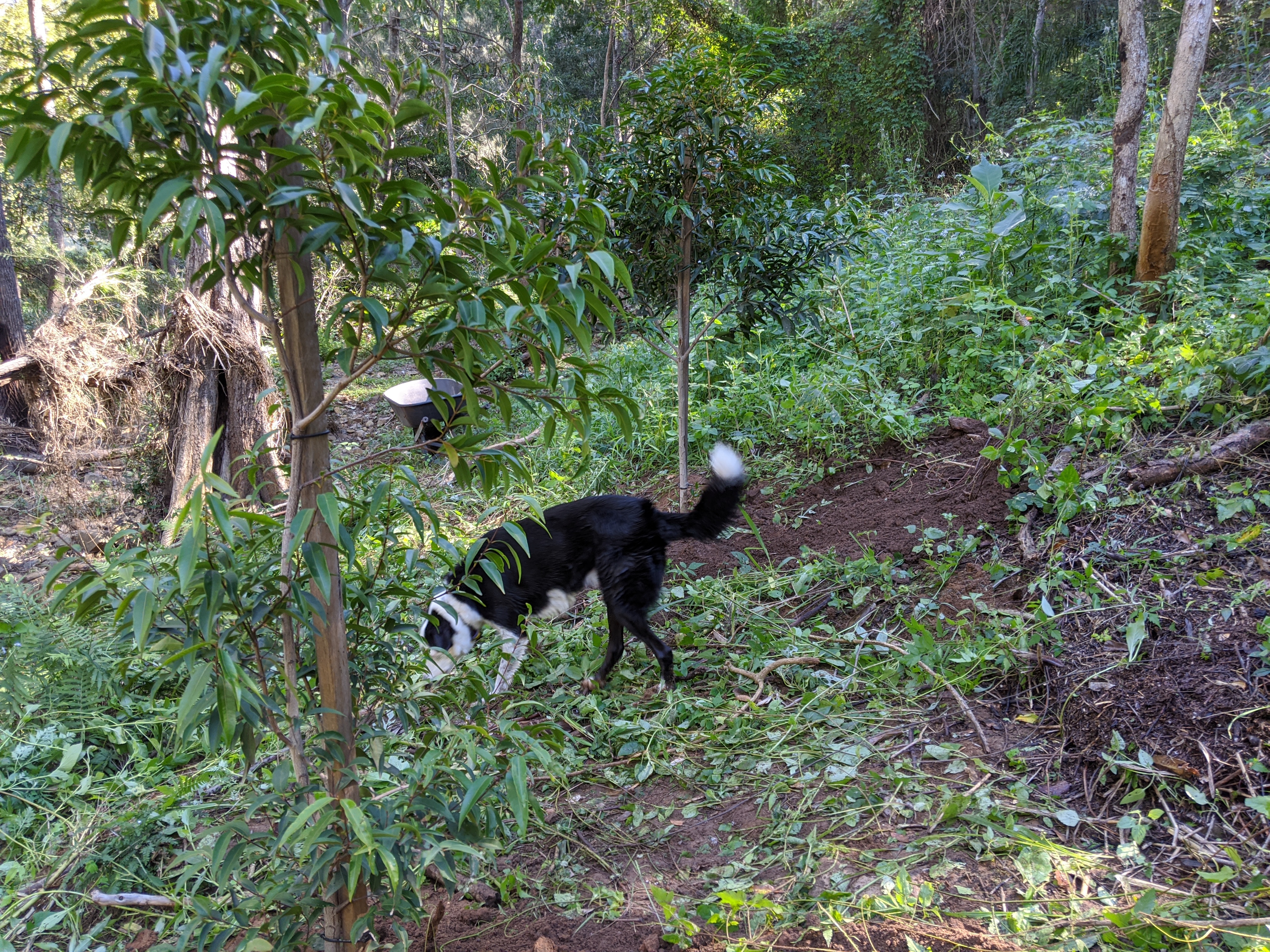 Addi Lane - The Entrance