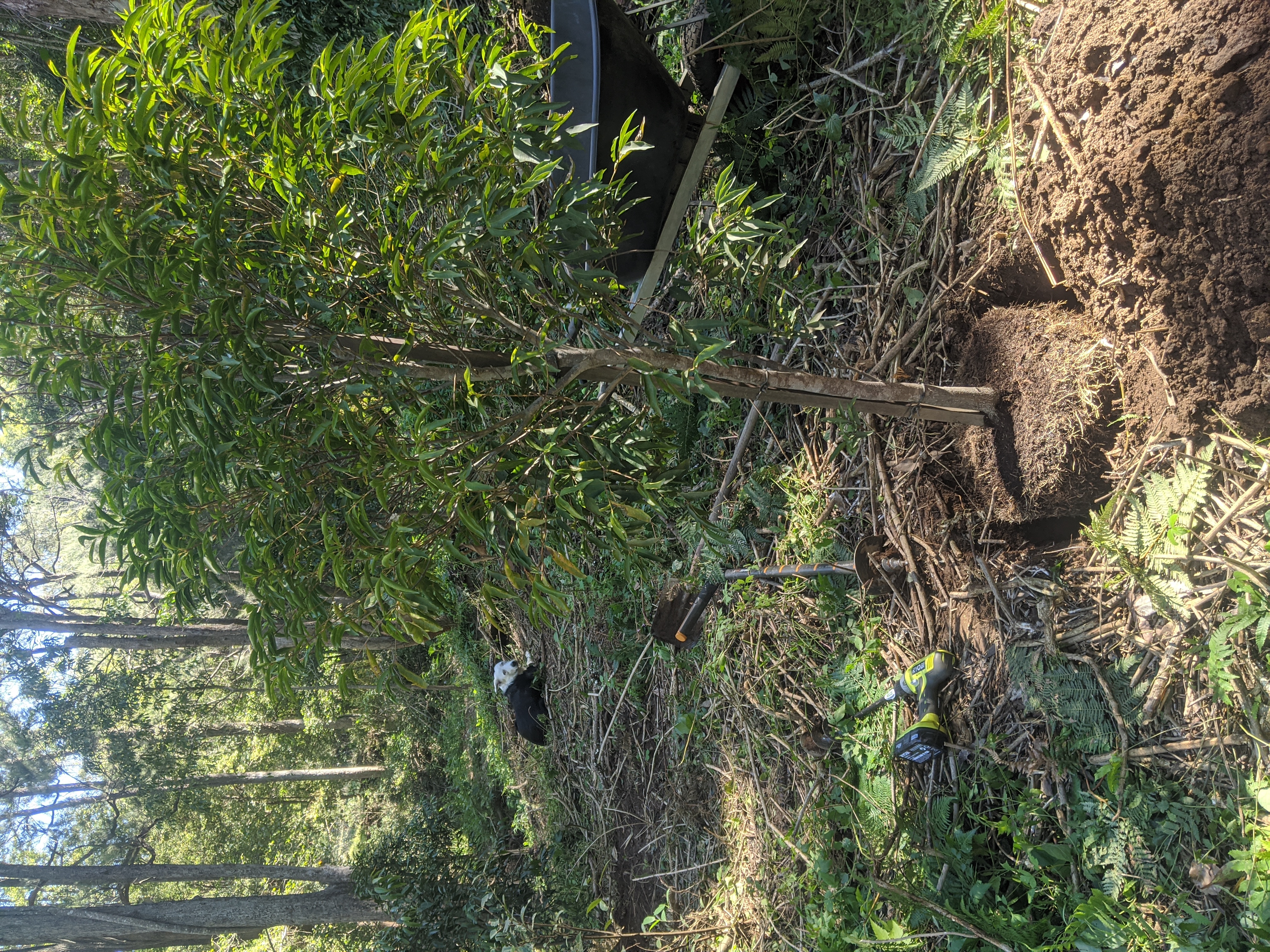 Addi Lane - The Entrance