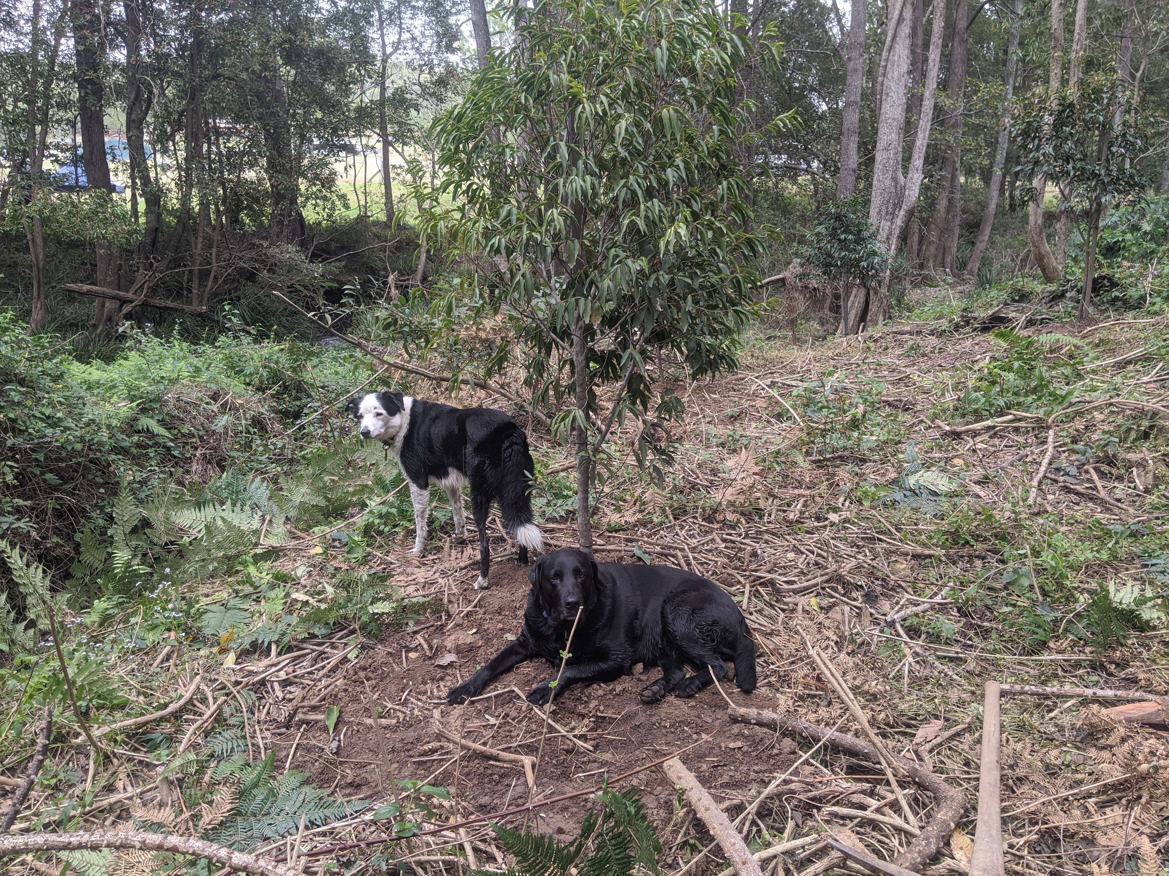 Addi Lane - The Entrance