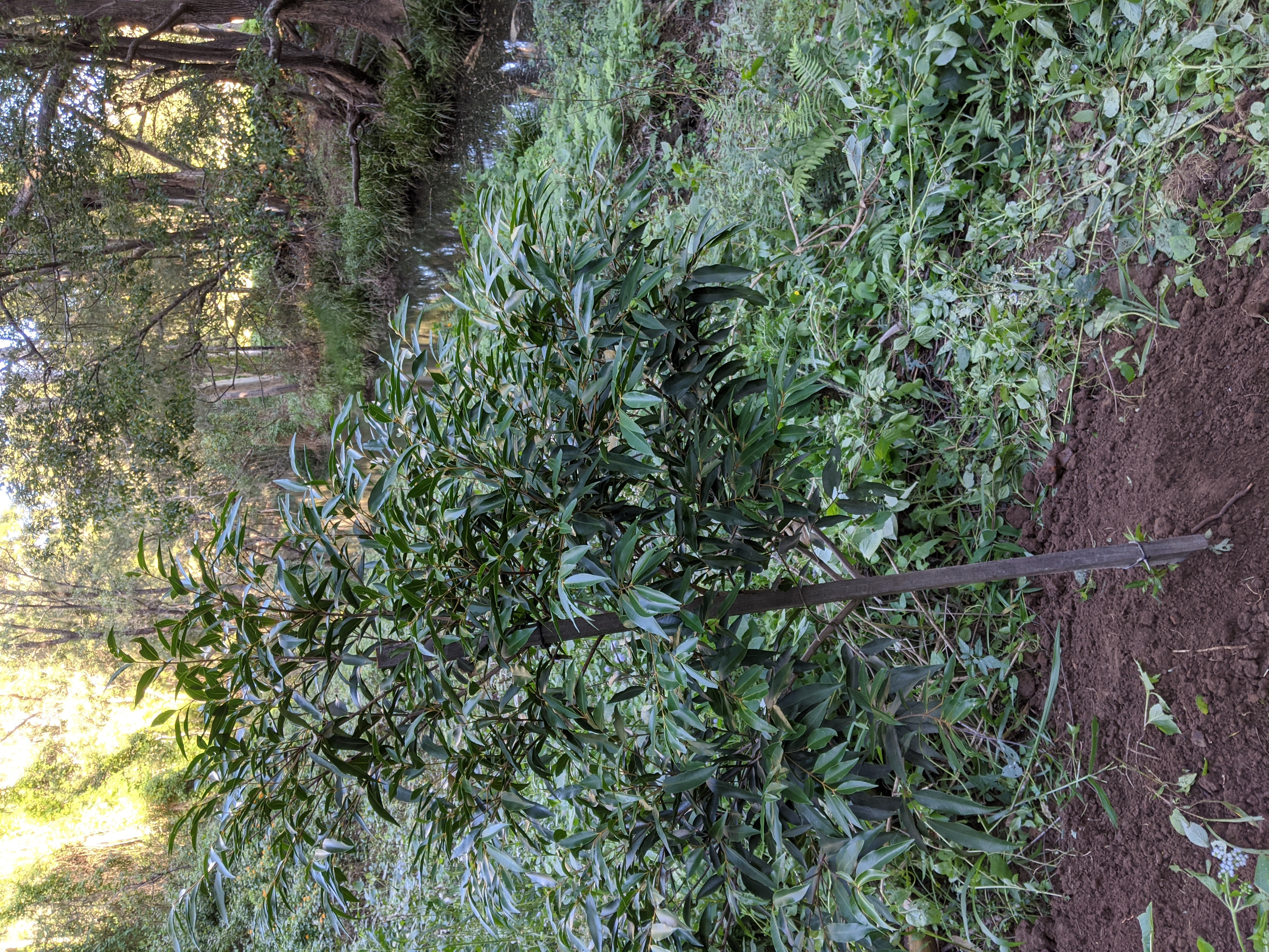 Addi Lane - The Entrance