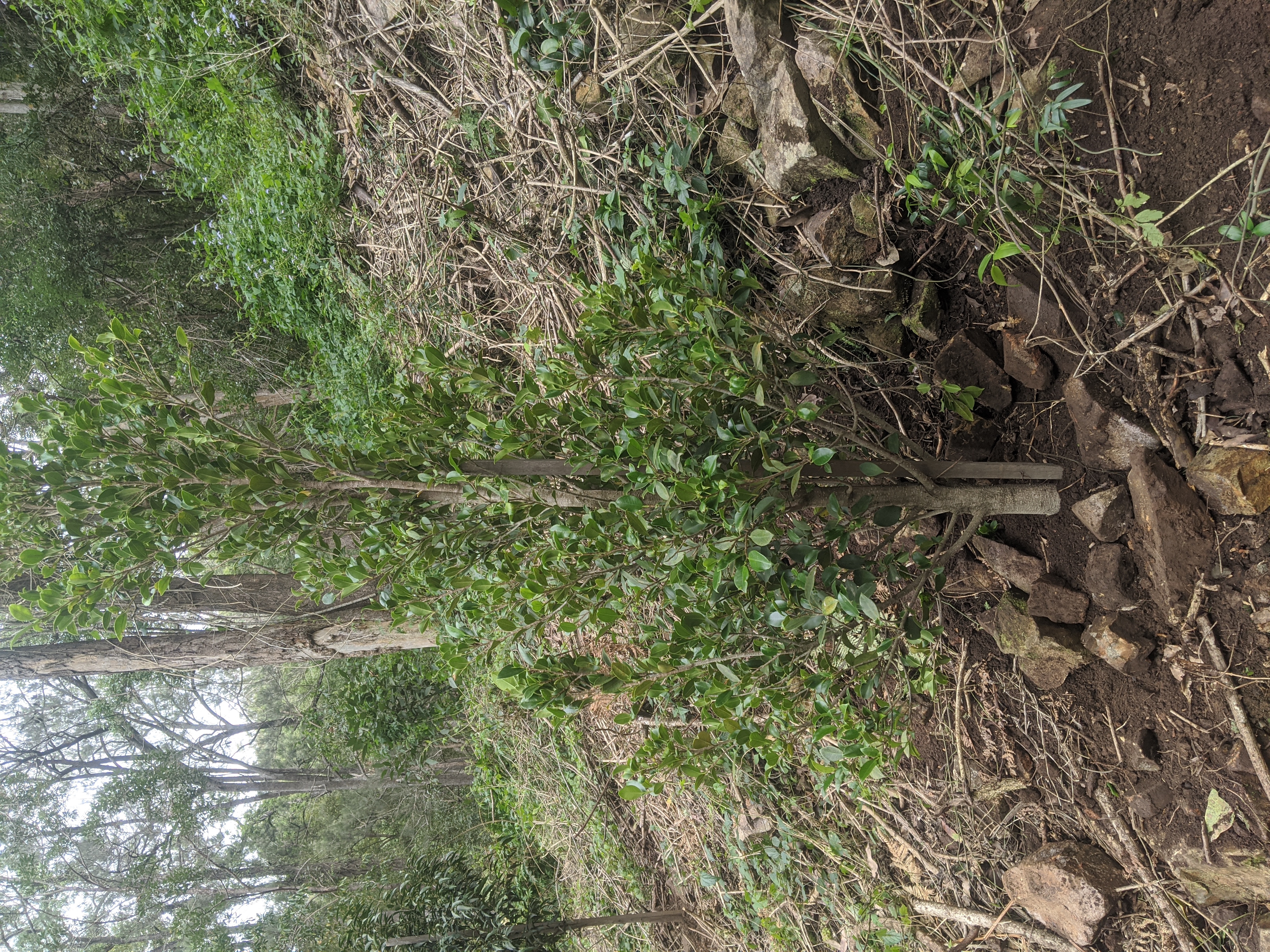 Addi Lane - The Entrance