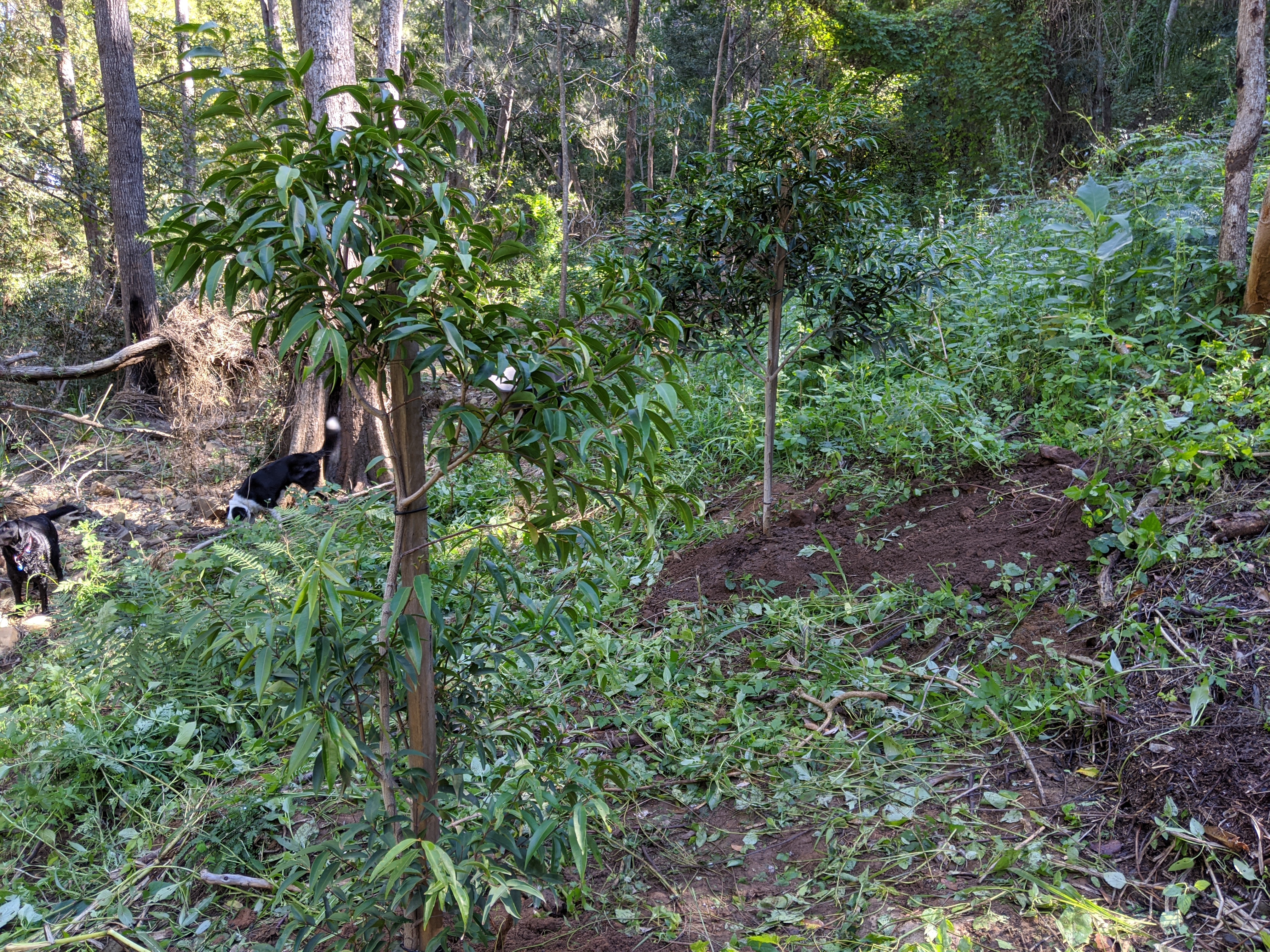 Addi Lane - The Entrance