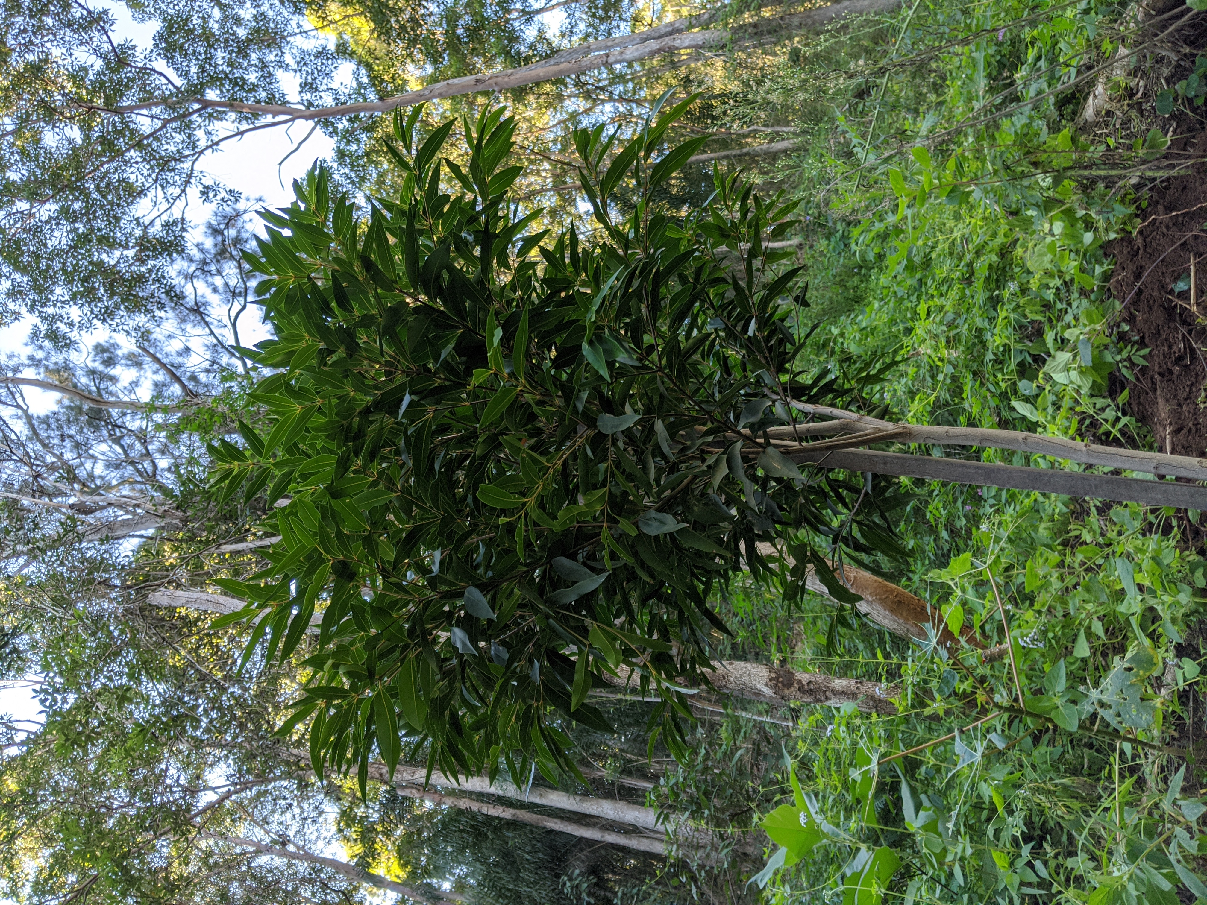 Addi Lane - The Entrance