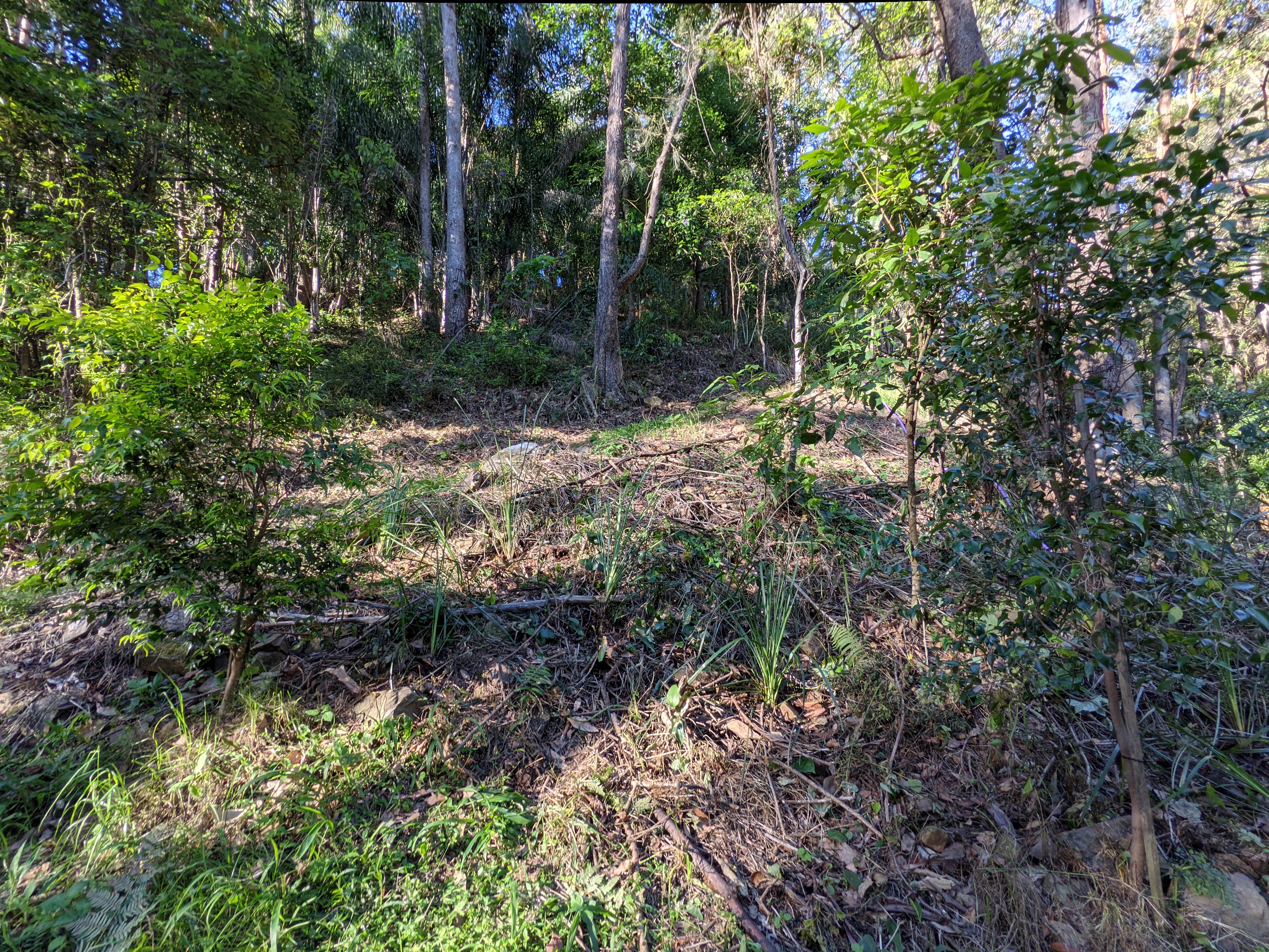 Addi Lane - The Entrance