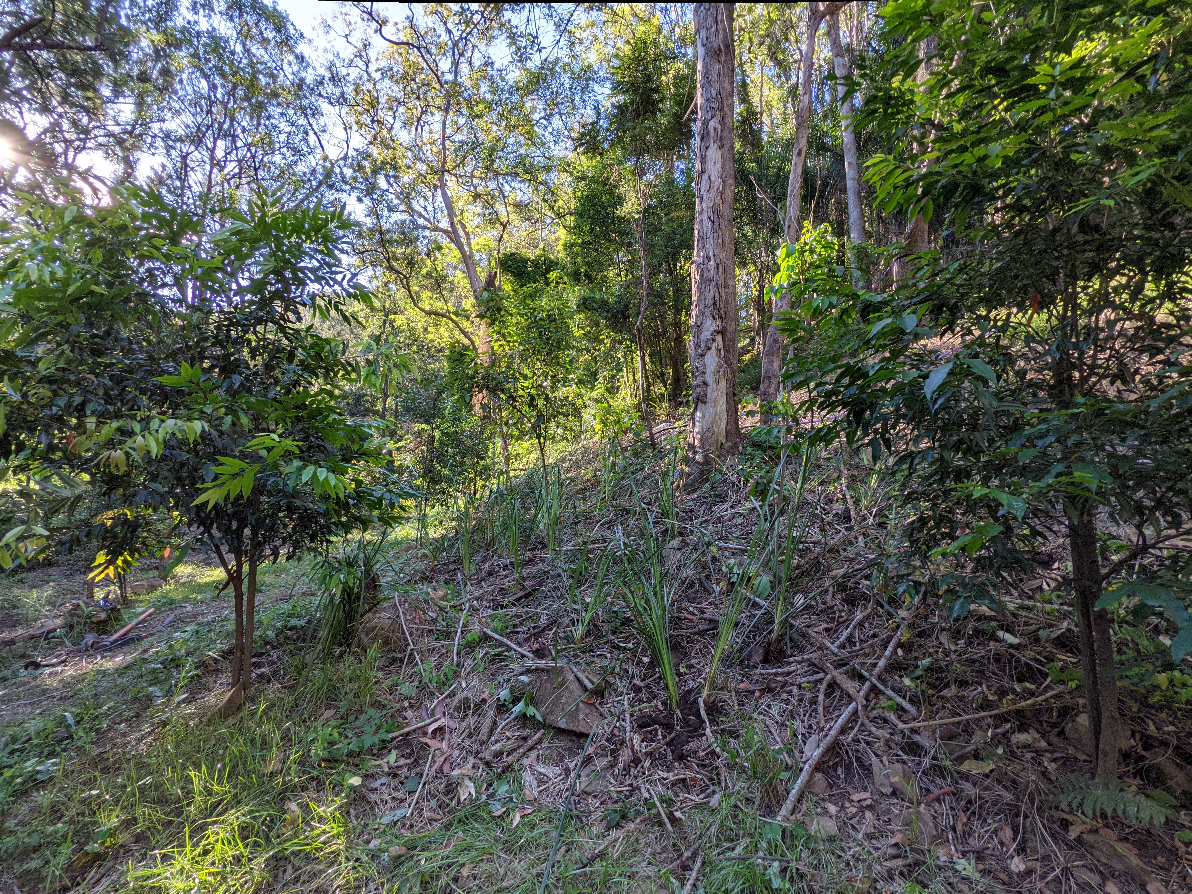 Addi Lane - The Entrance