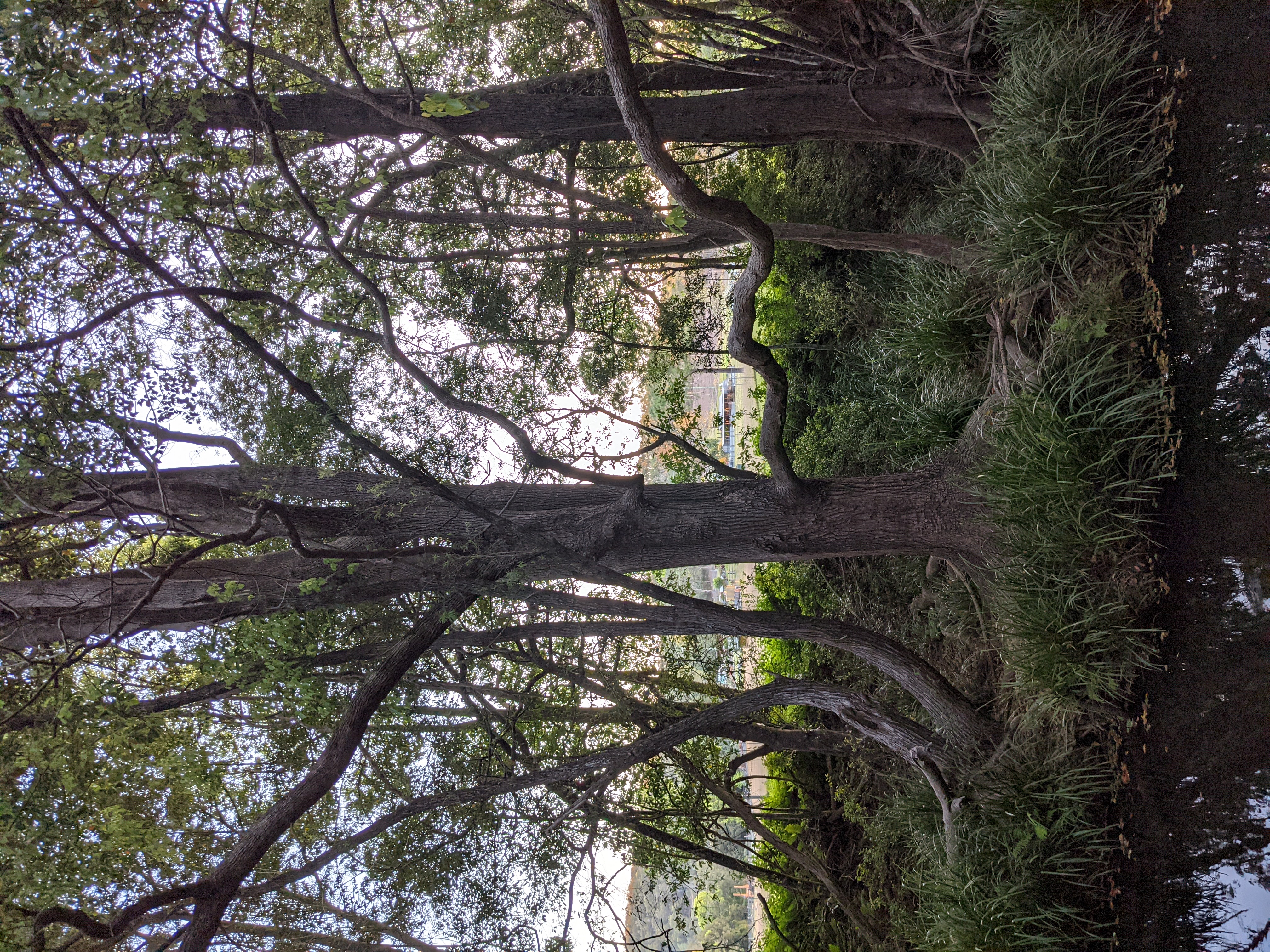 Misty's Watering hole