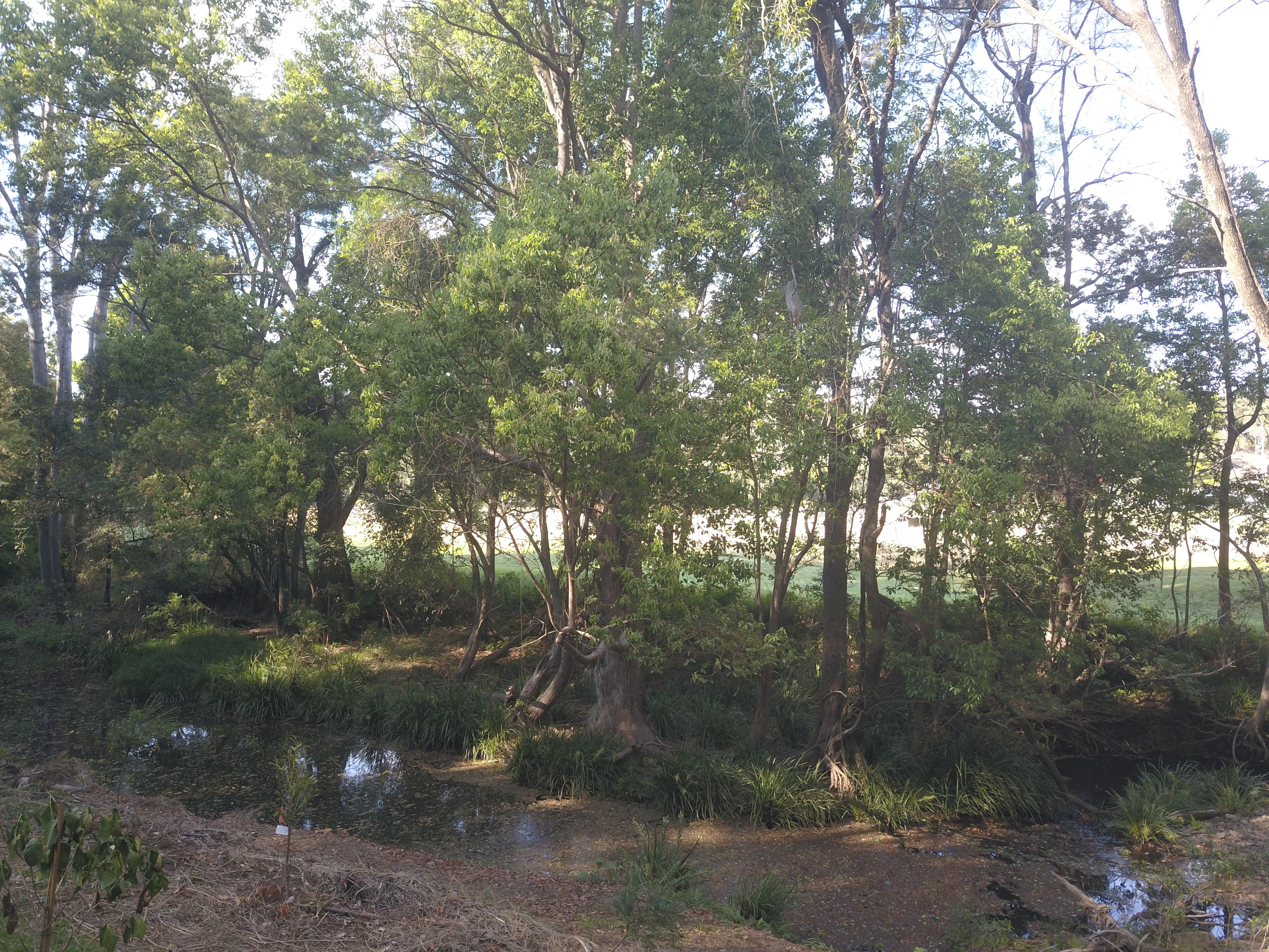 Misty's Watering hole