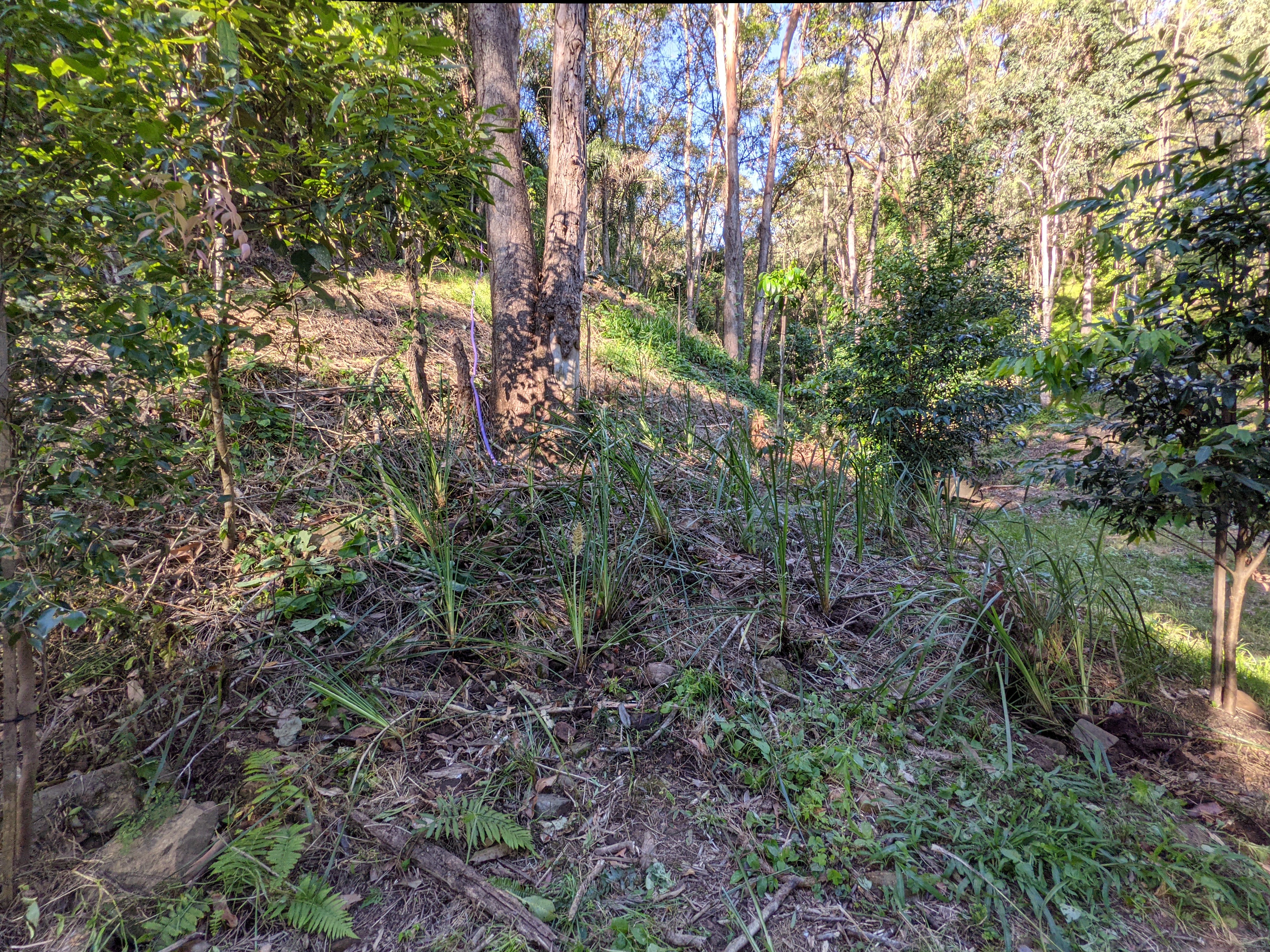 Addi Lane - The Entrance