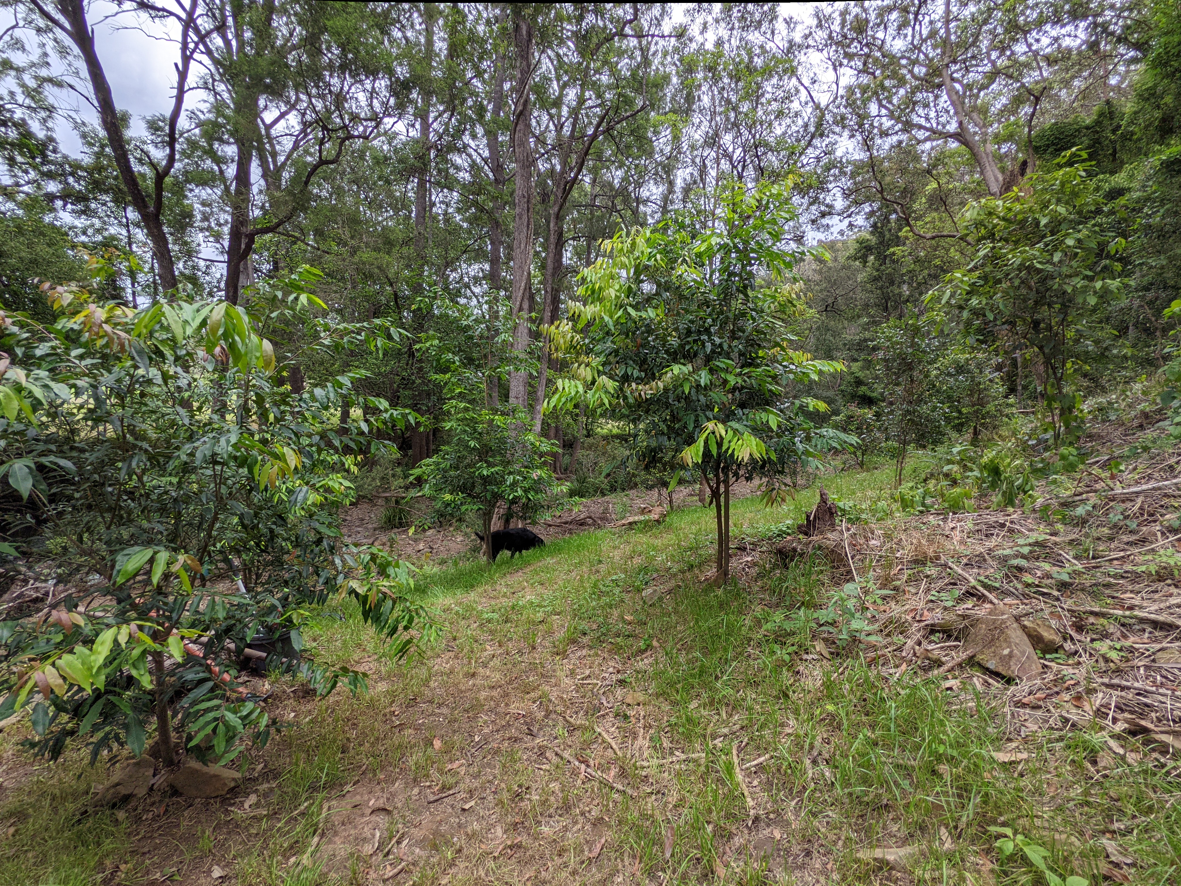 Addi Lane - The Entrance