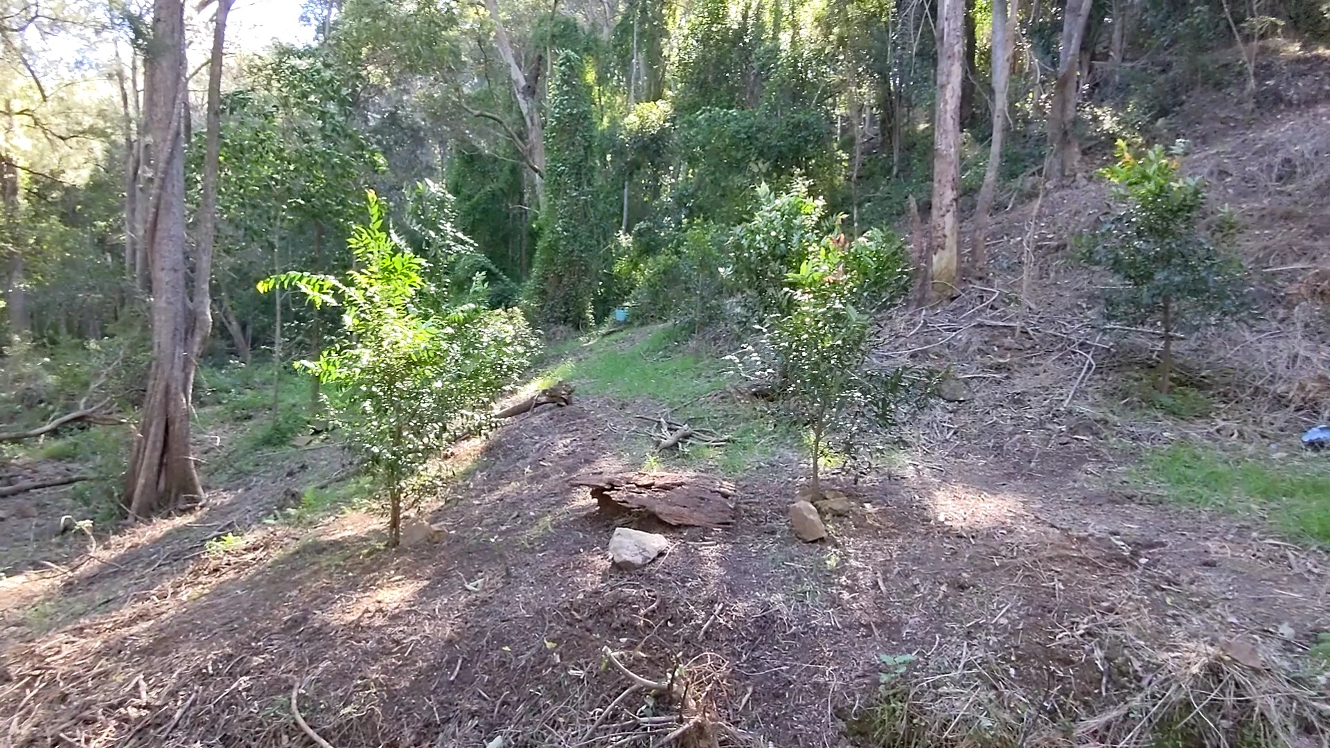 Addi Lane - The Entrance