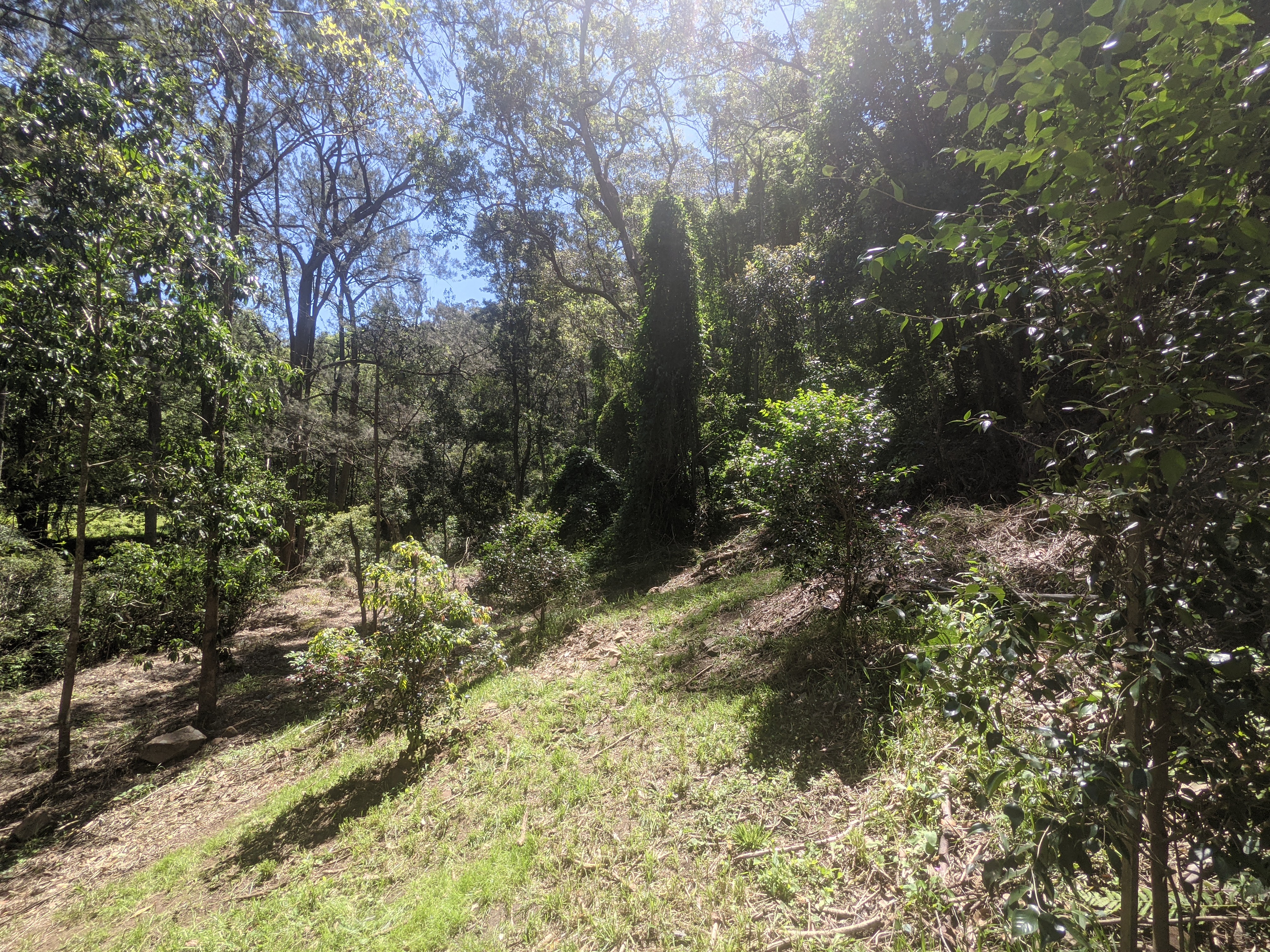 Addi Lane - The Entrance