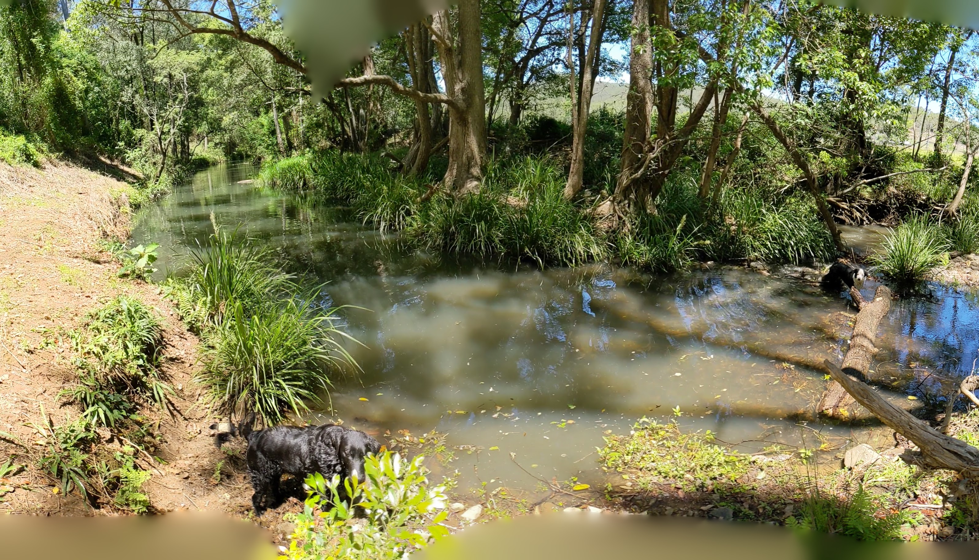 Misty's Watering hole