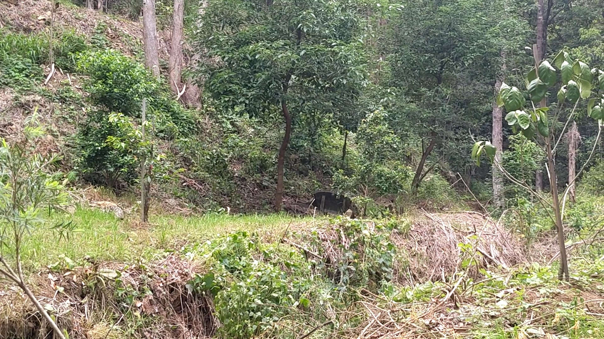 Addi Lane - The Entrance