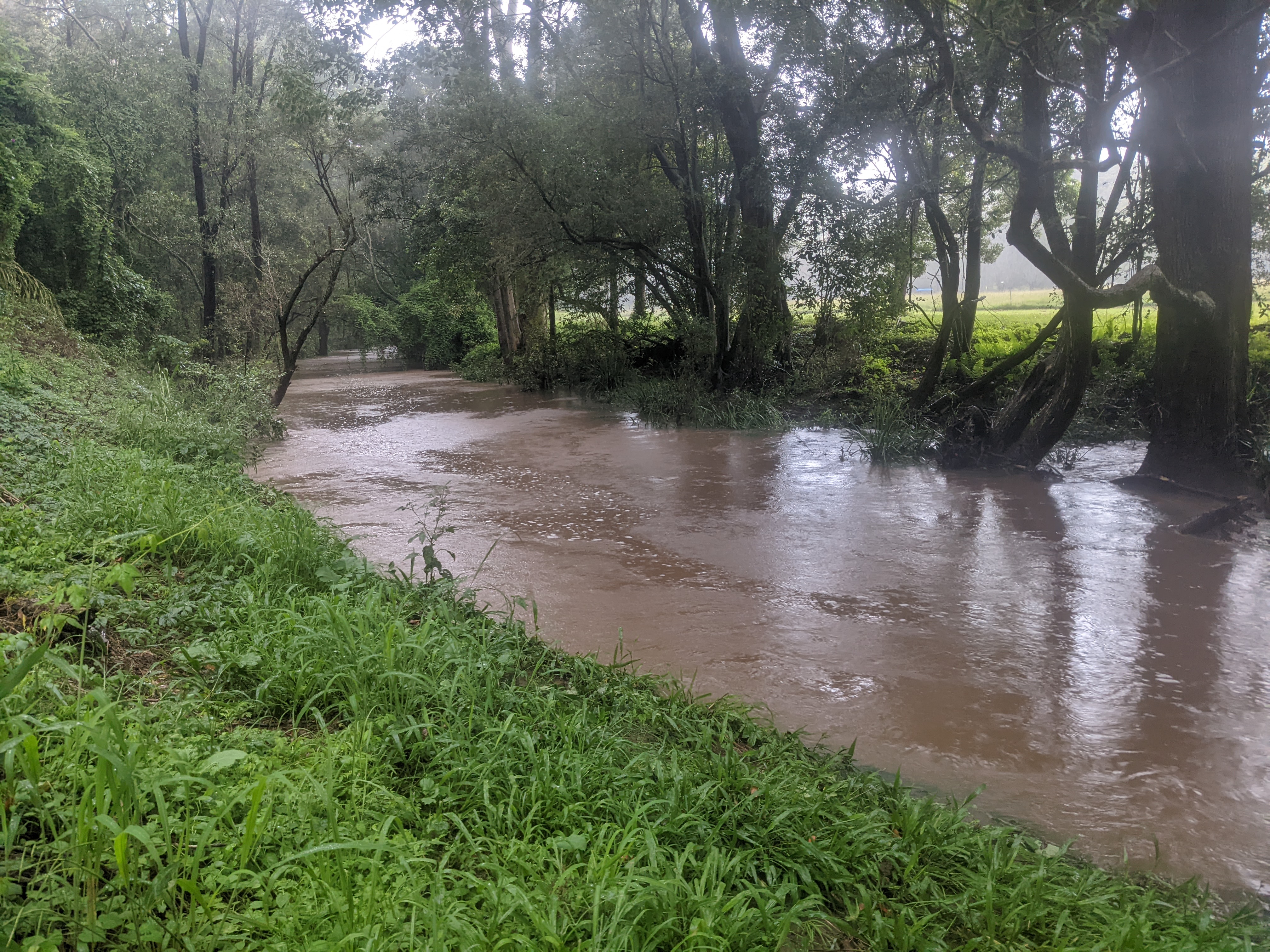 Misty's Watering hole