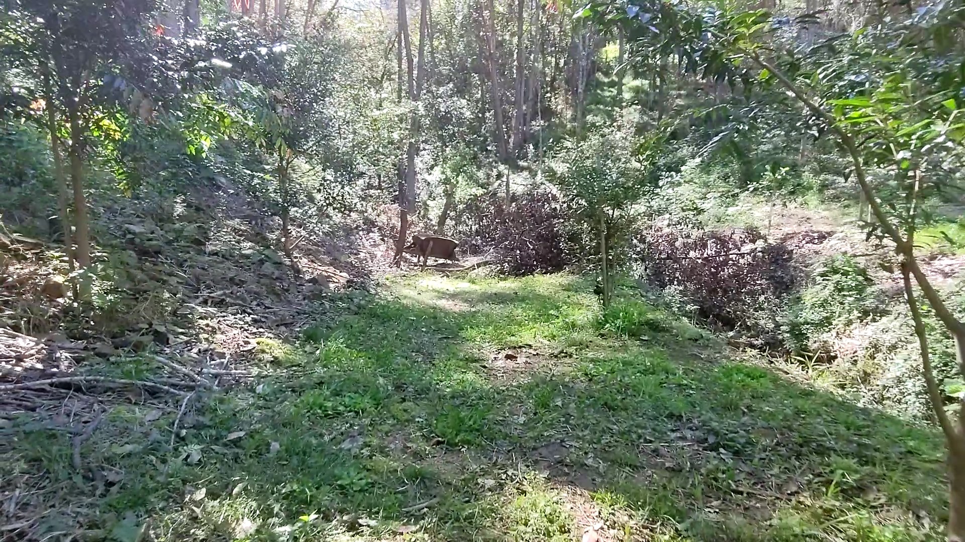 Addi Lane - The Entrance