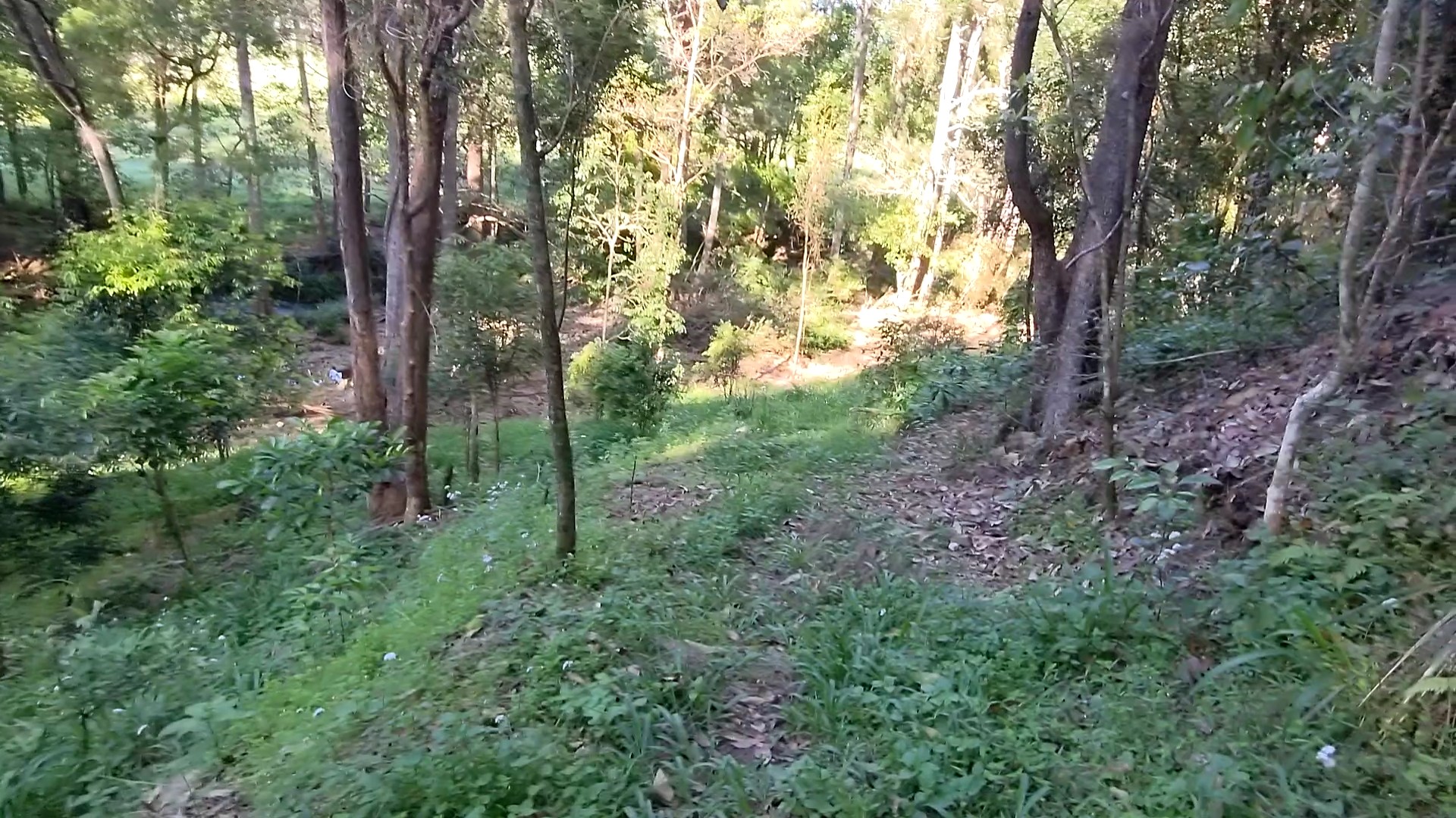 Addi Lane - The Entrance