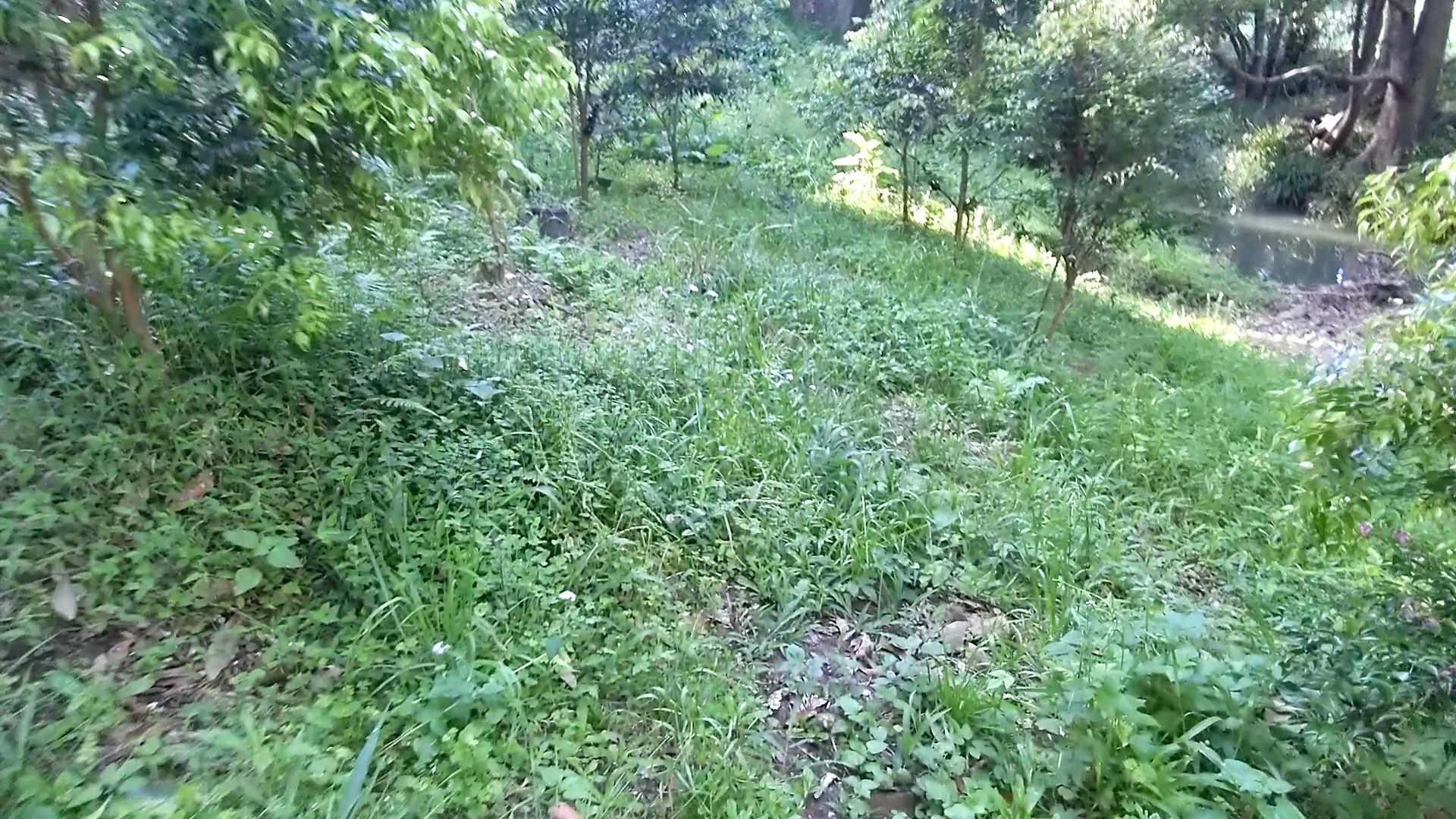 Addi Lane - The Entrance