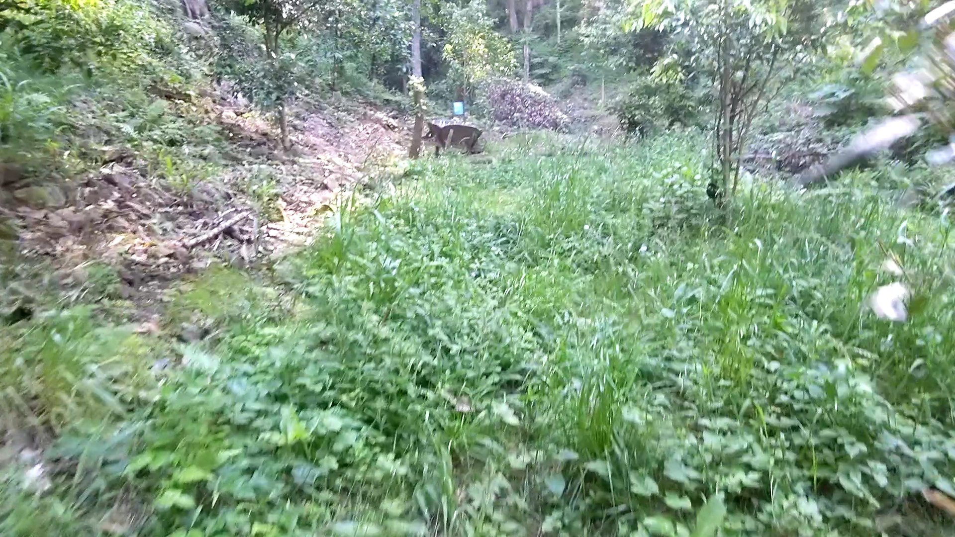 Addi Lane - The Entrance