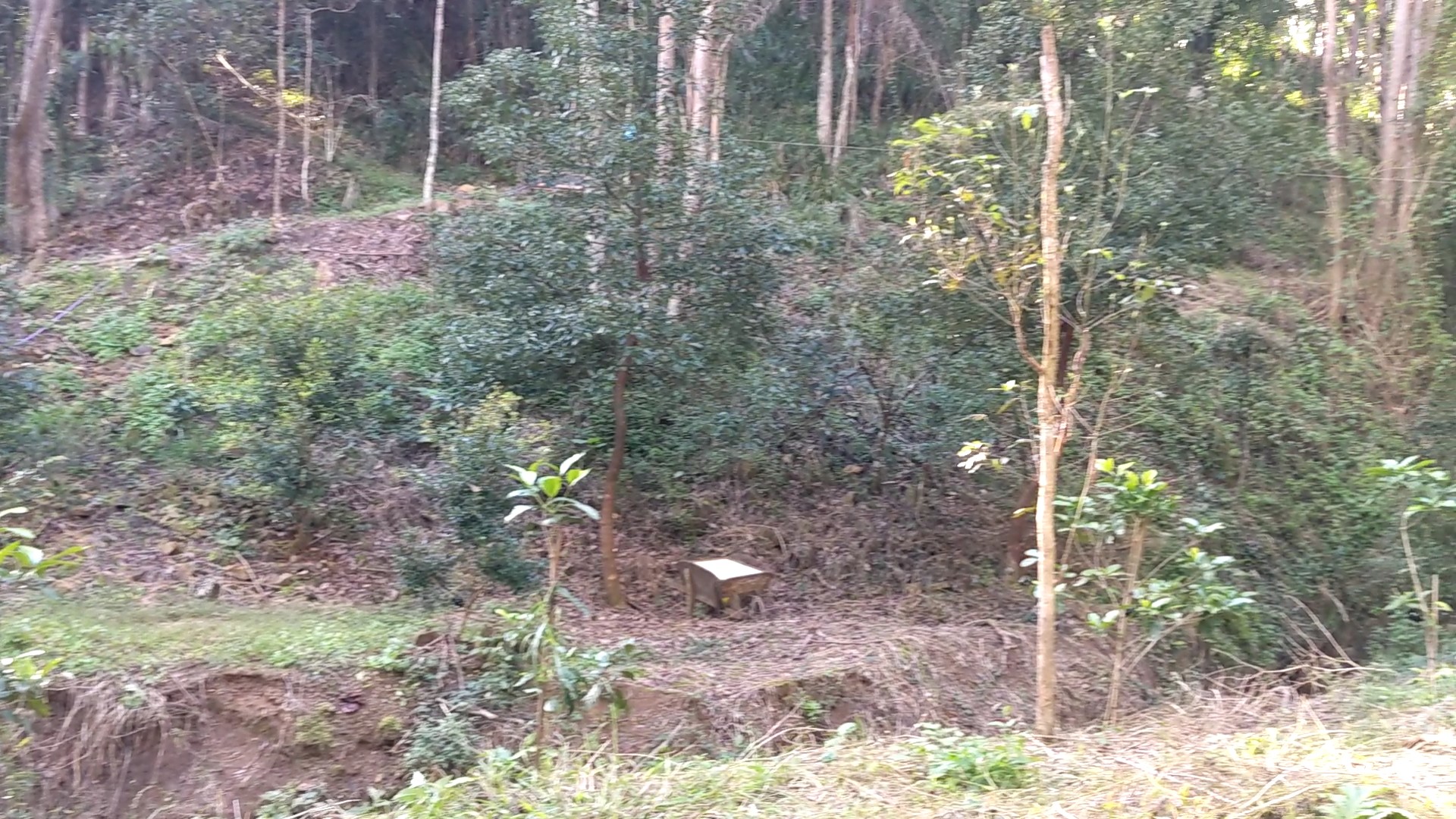 Addi Lane - The Entrance