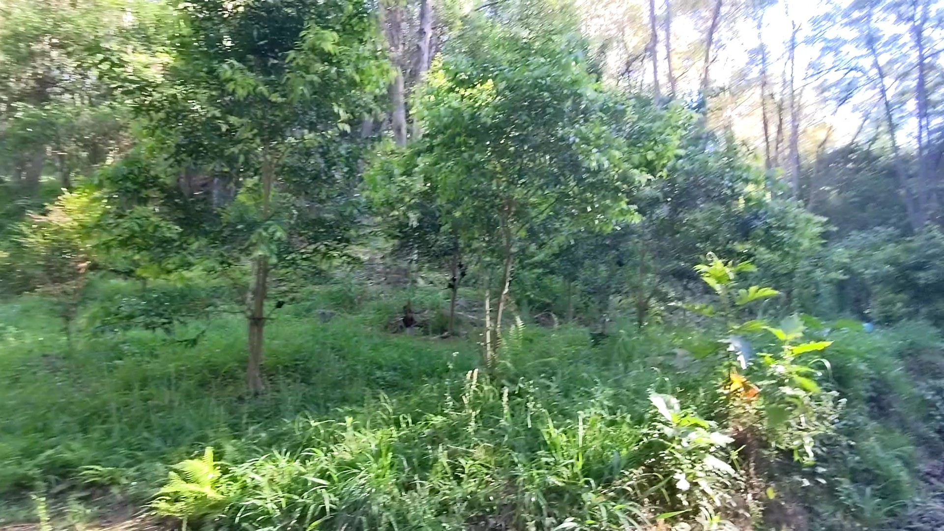 Addi Lane - The Entrance