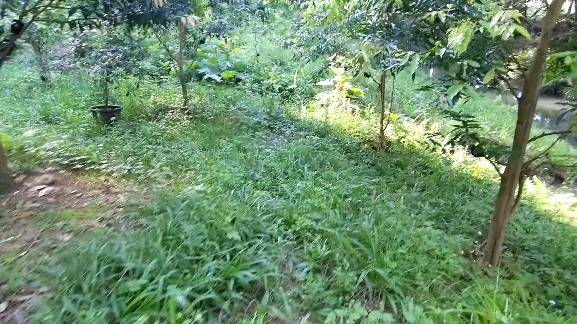 Addi Lane - The Entrance