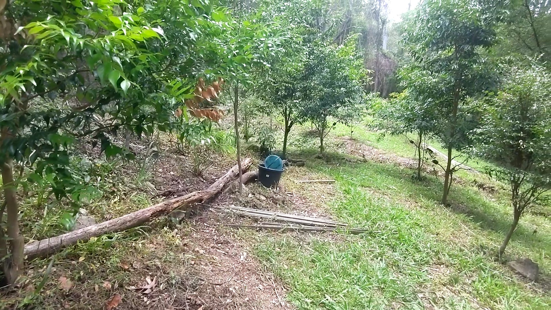 Addi Lane - The Entrance