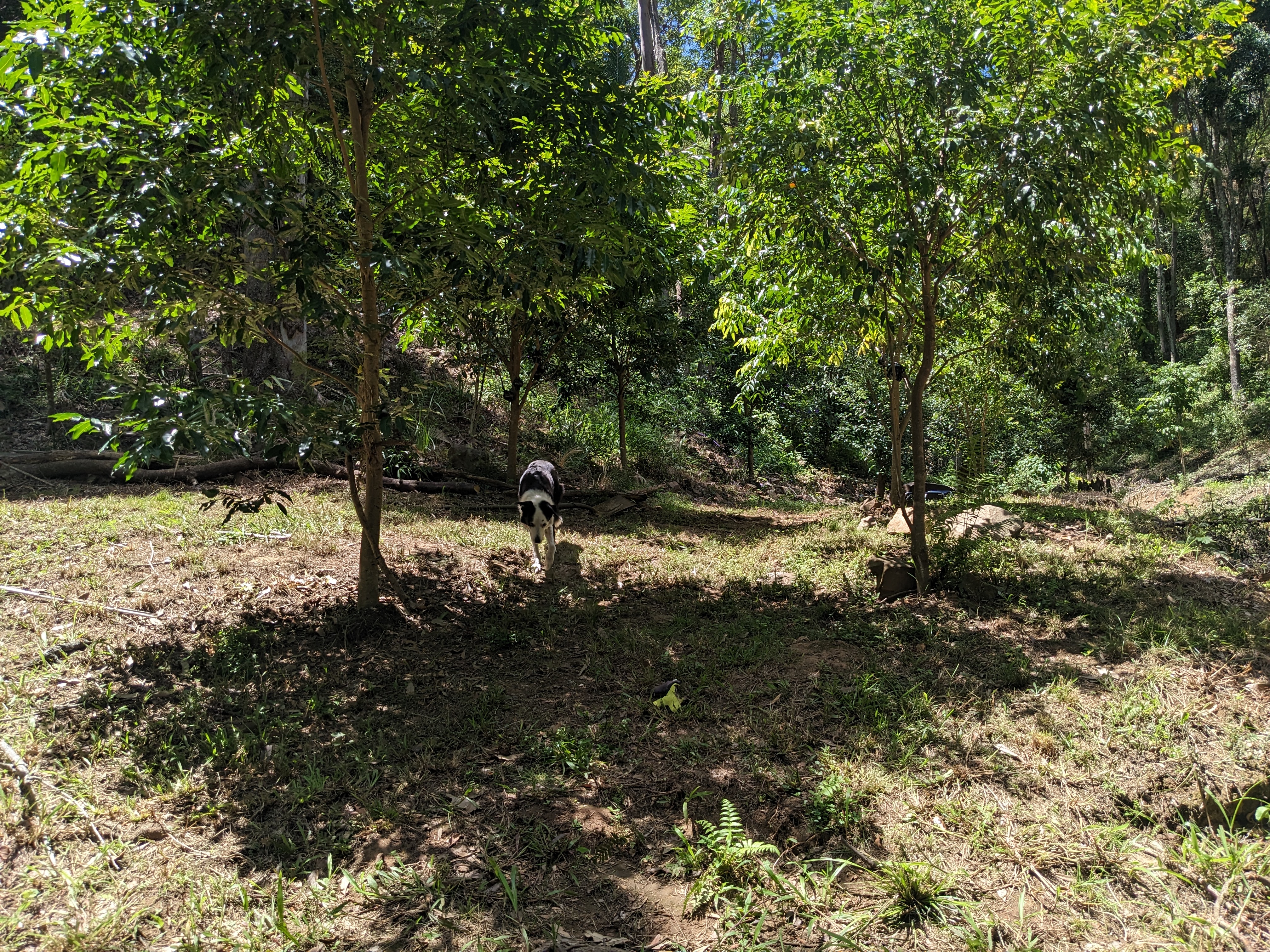 Addi Lane - The Entrance