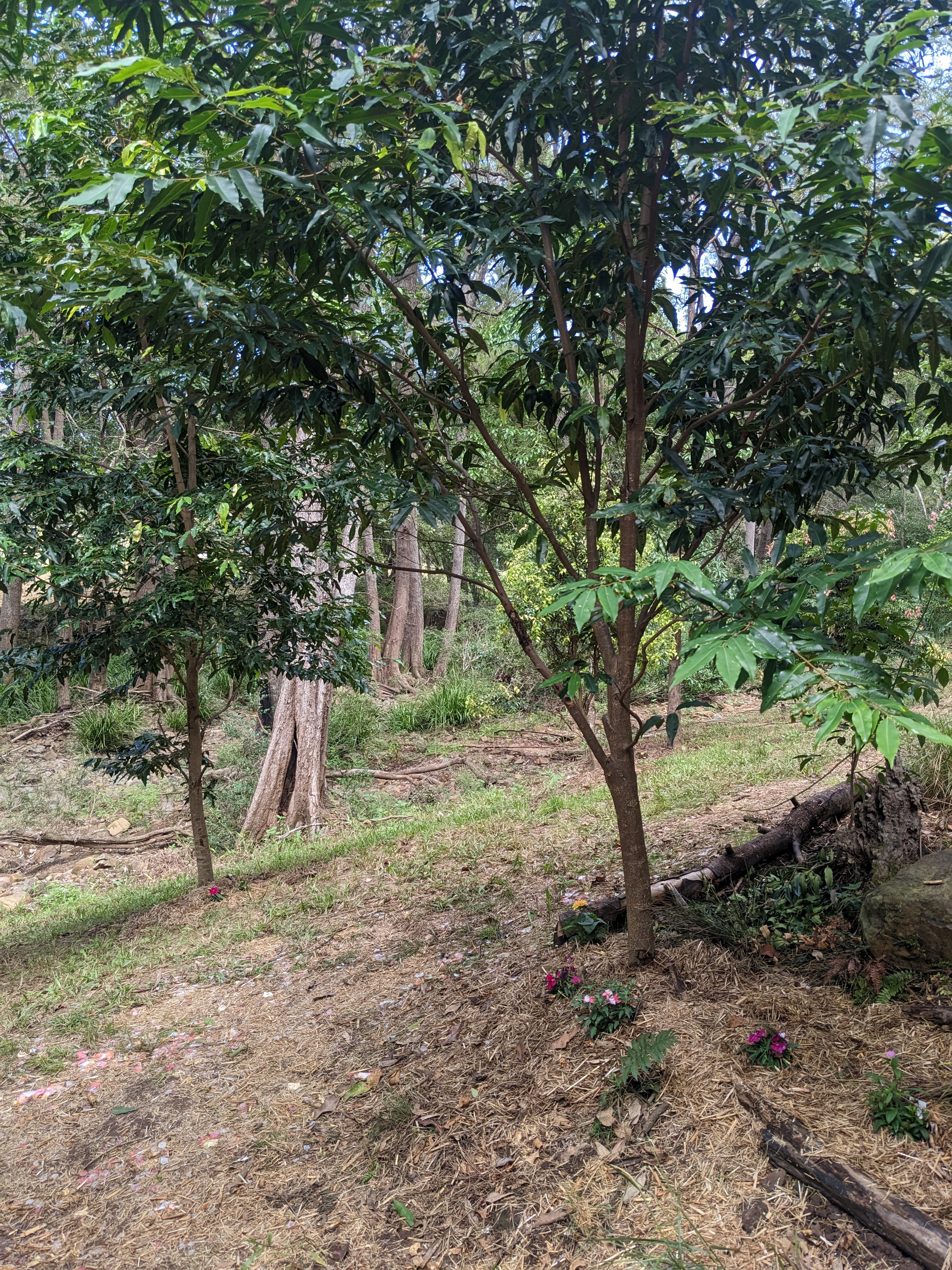 Addi Lane - The Entrance