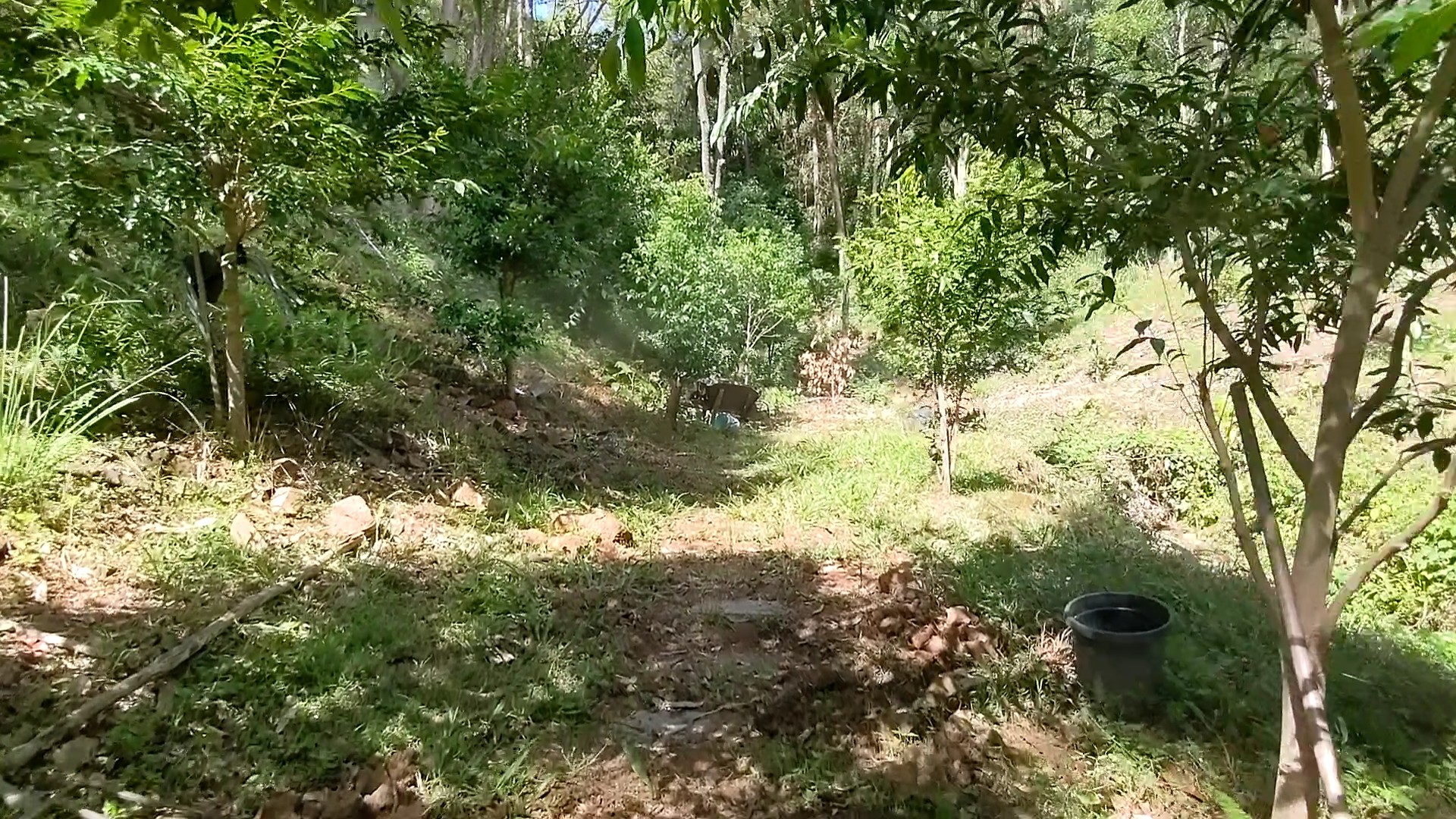 Addi Lane - The Entrance