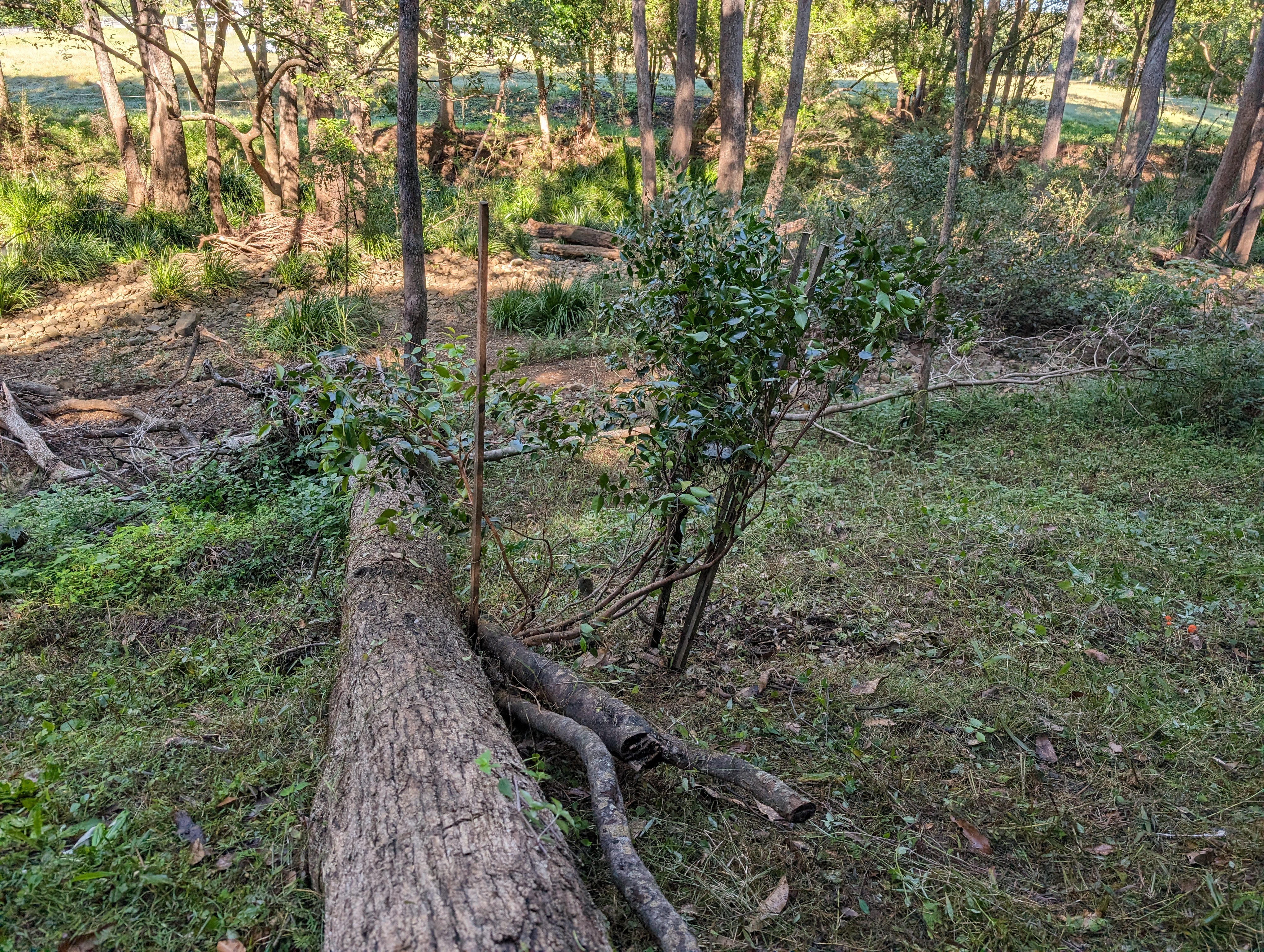 Addi Lane - The Entrance