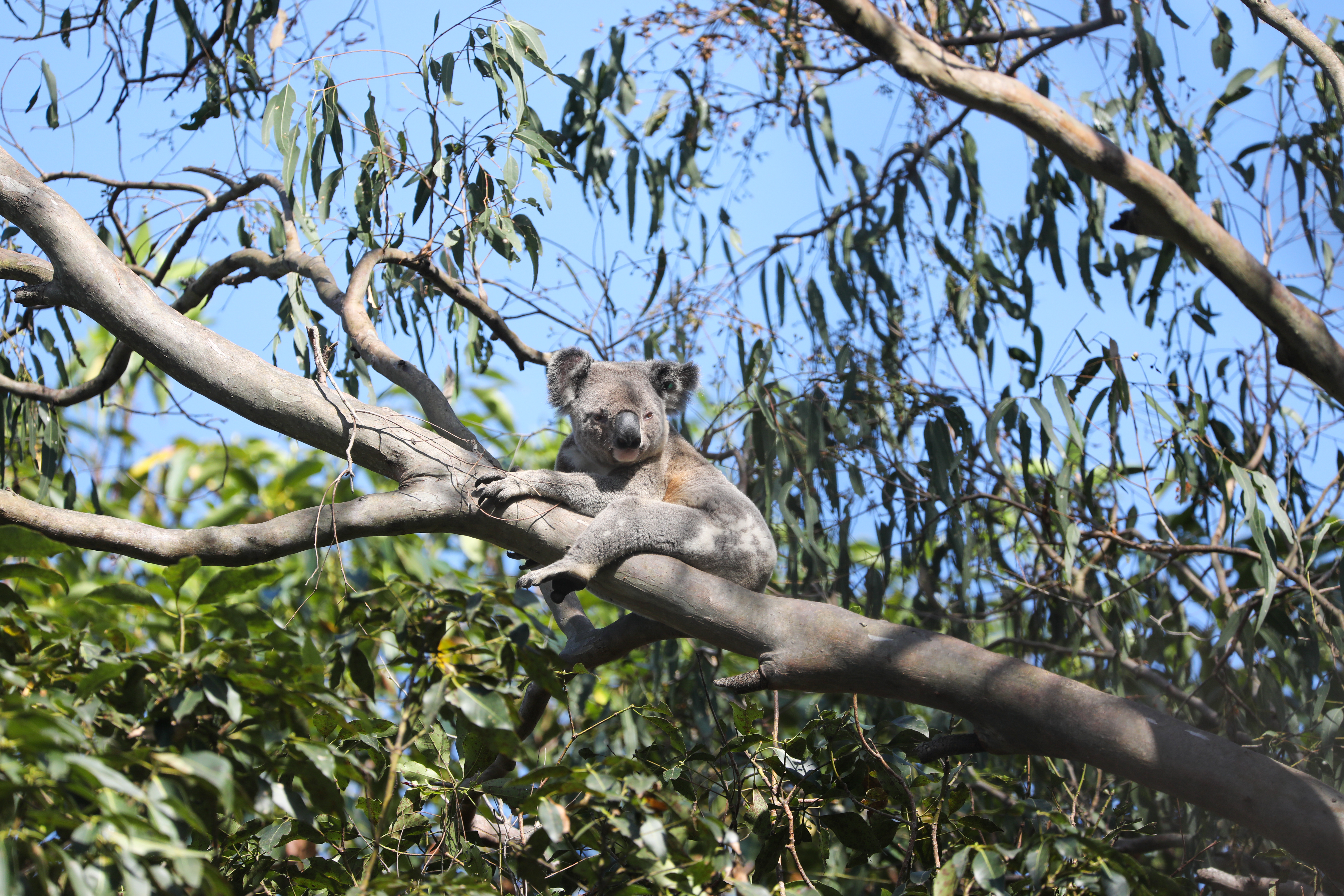 koala