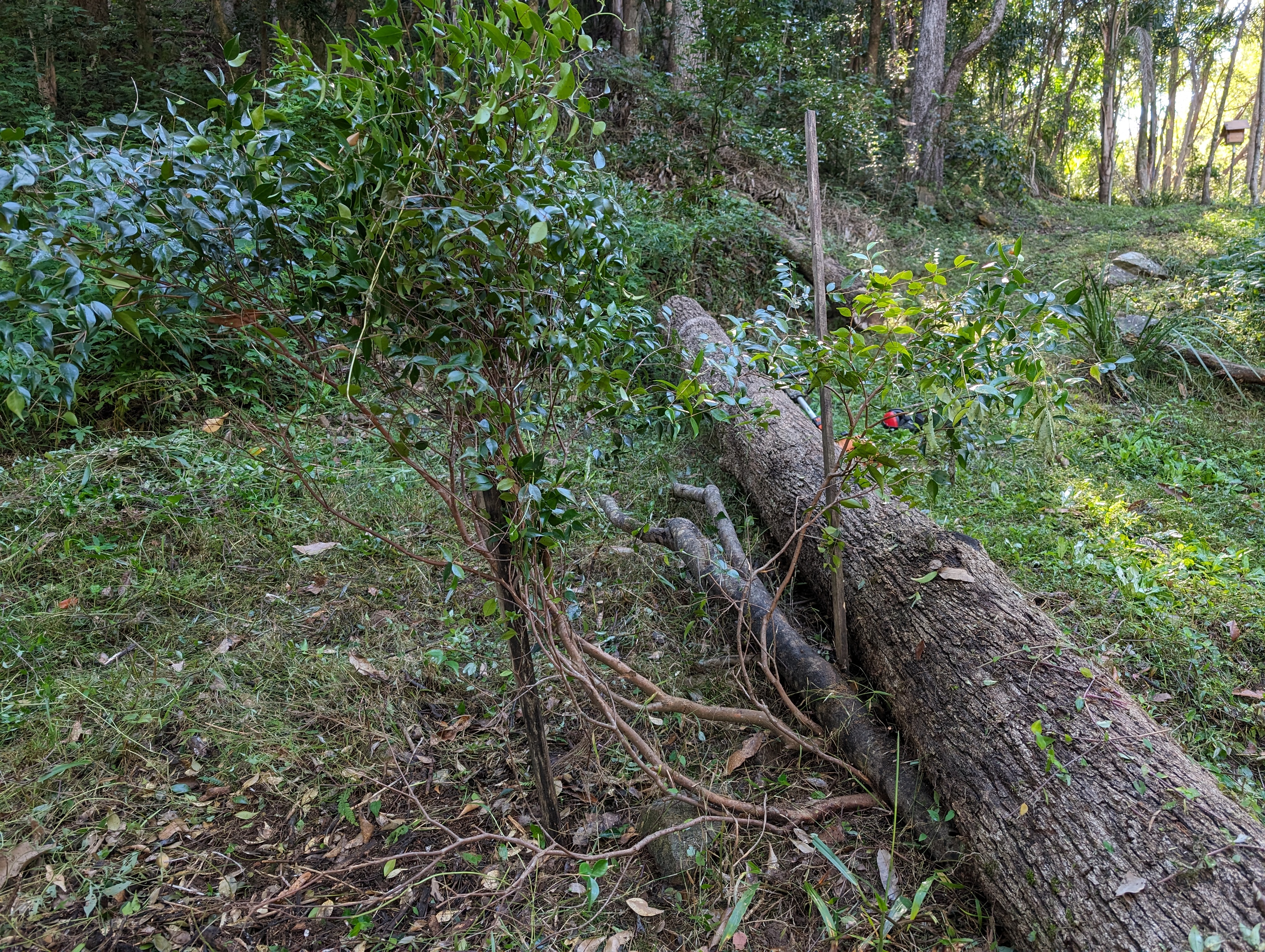 Addi Lane - The Entrance